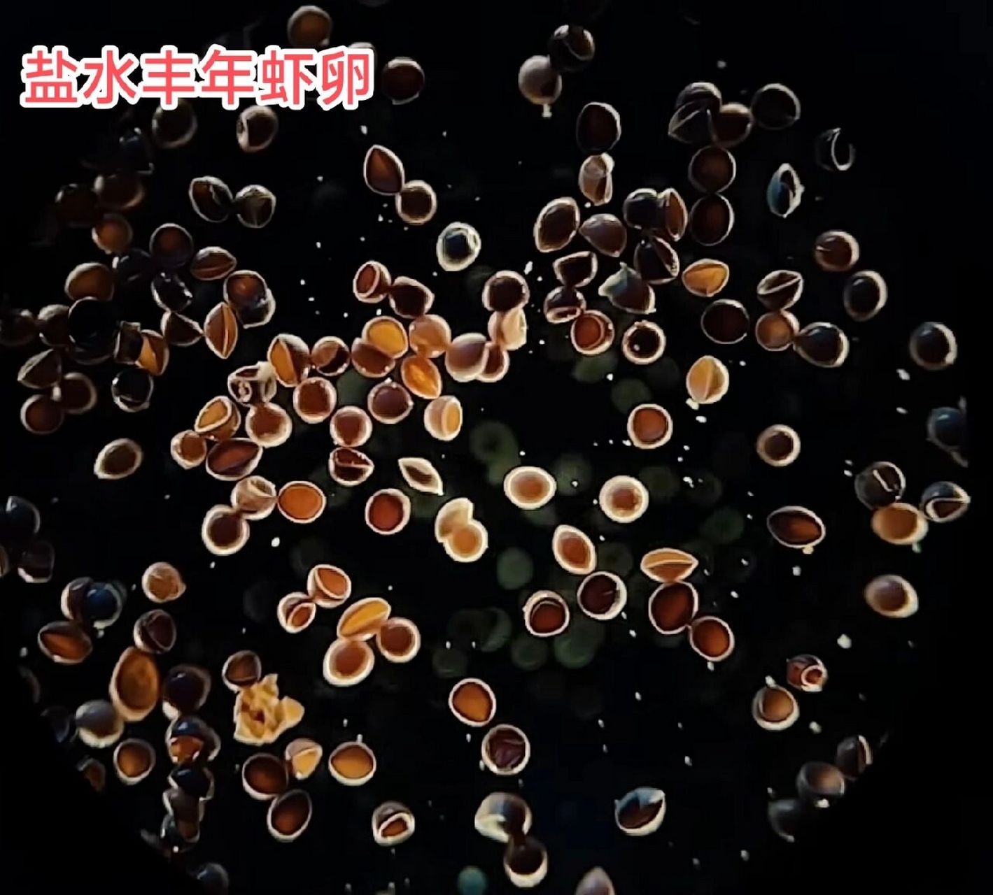 淡水丰年虾卵细节图,与盐水种完全不一样       普通丰年虾的卵壳是