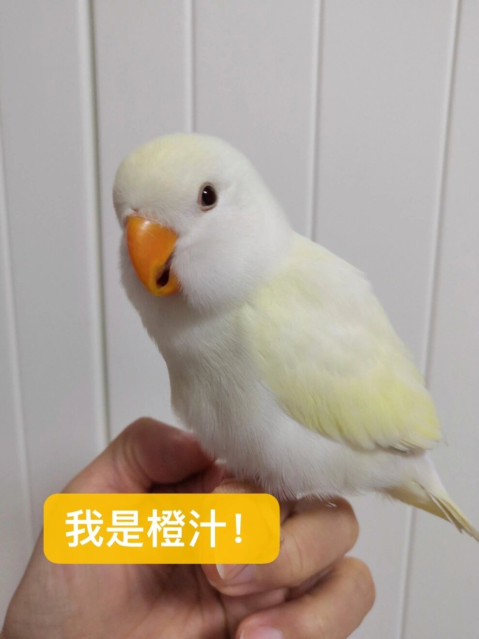 手养日银牡丹鹦鹉,橙汁的毛绒绒!