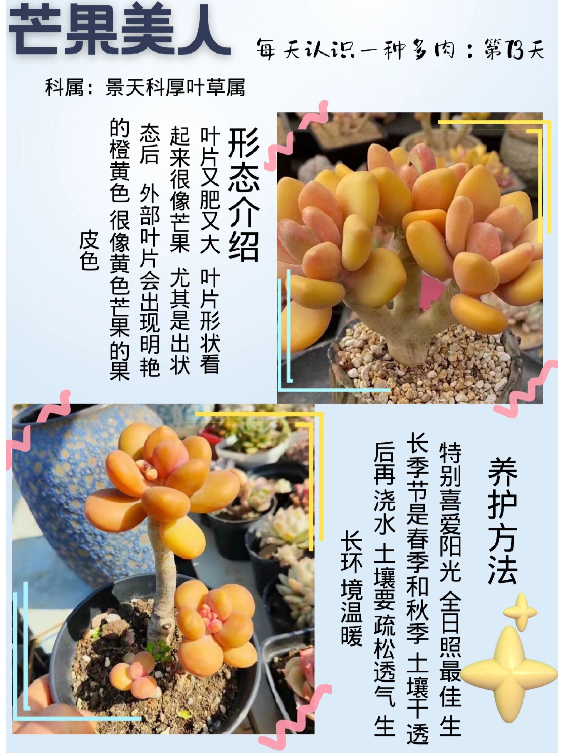 第73期94芒果美人93每天认识一种多肉 97科属:景天科厚叶草属