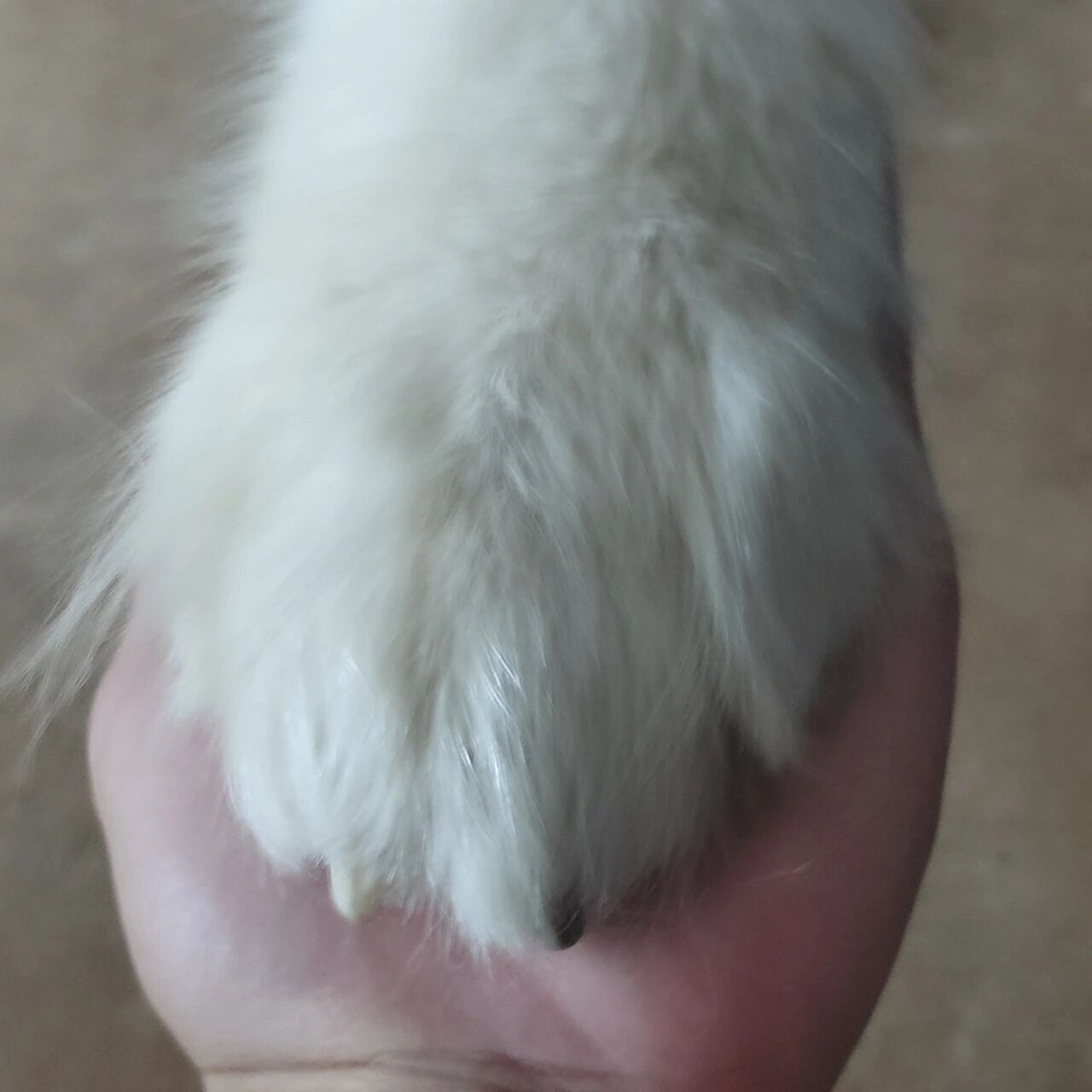 阿拉斯加犬多少钱一只717171 作为和萨摩耶,哈士奇的大弟兄怎么