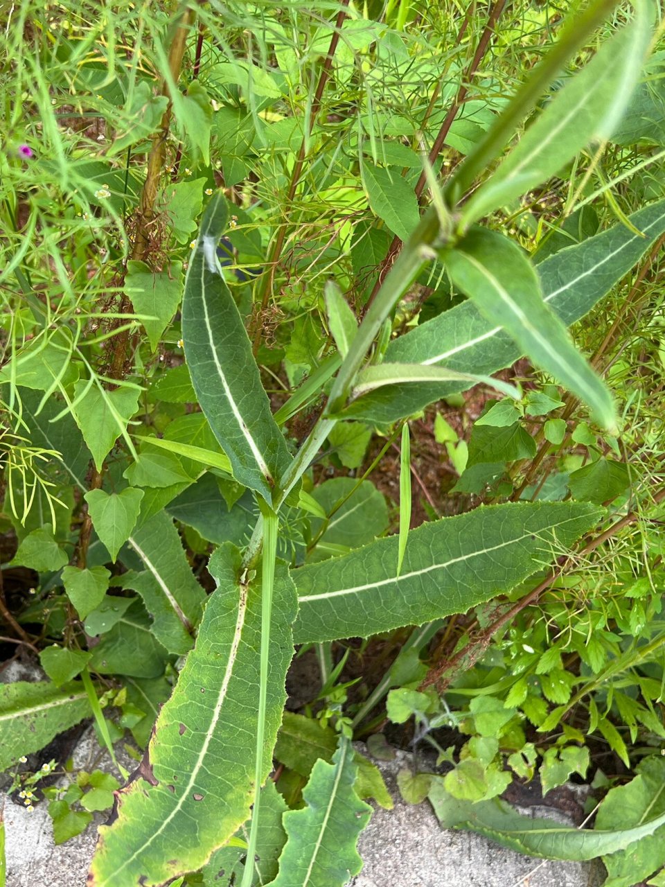 苣荬菜有毒图片