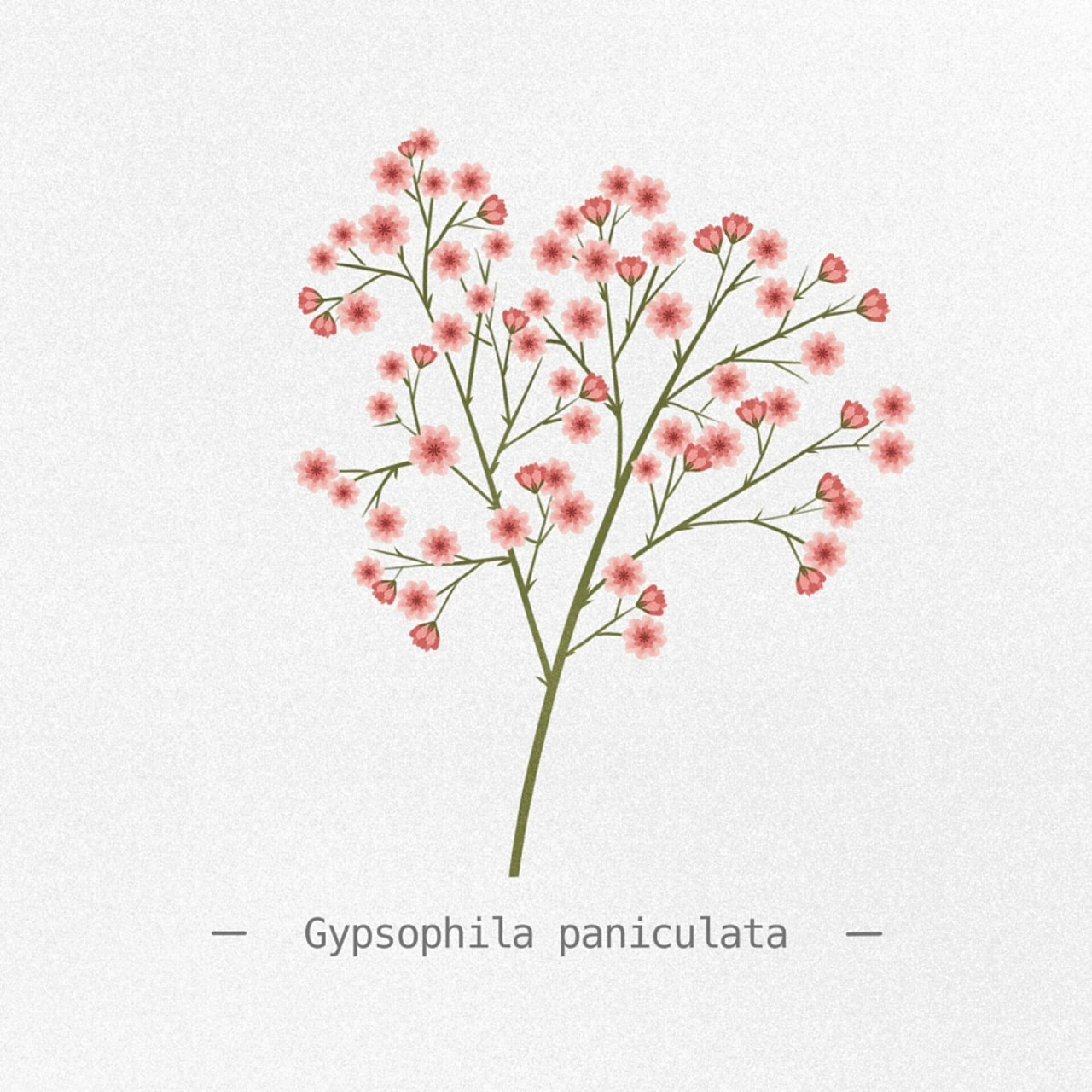 每日一画/满天星