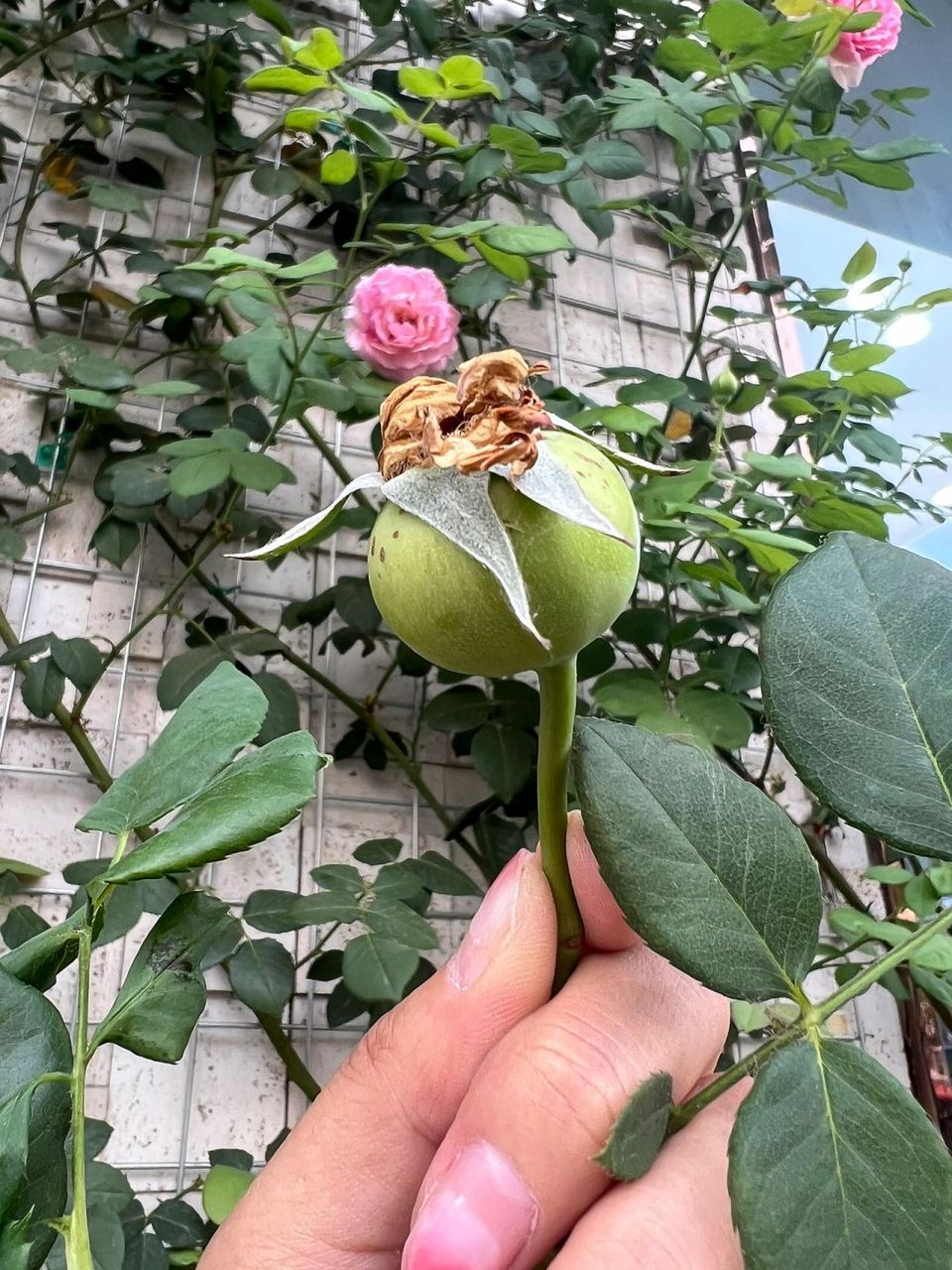 月季会长果实吗?