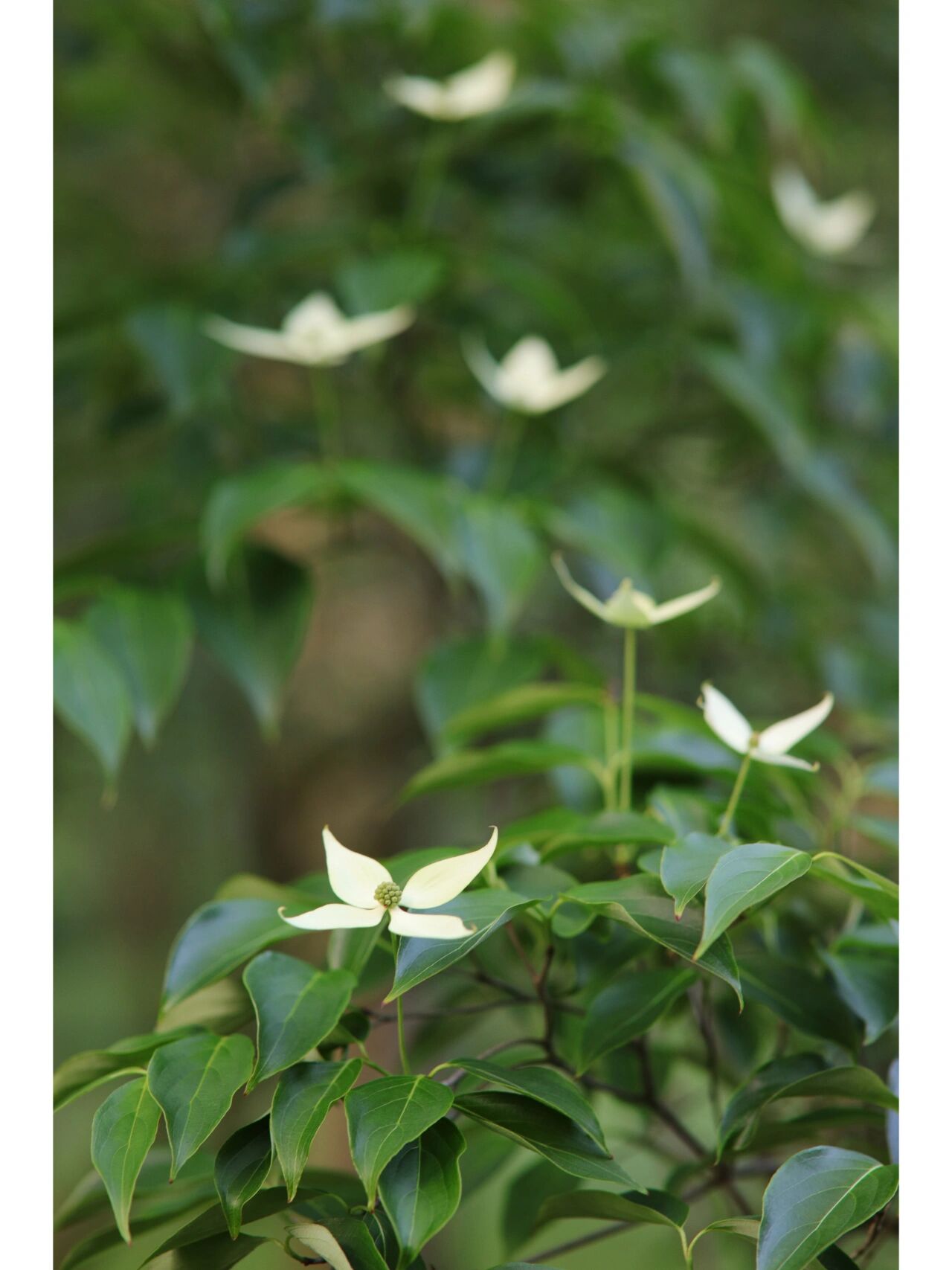 四照花花期图片