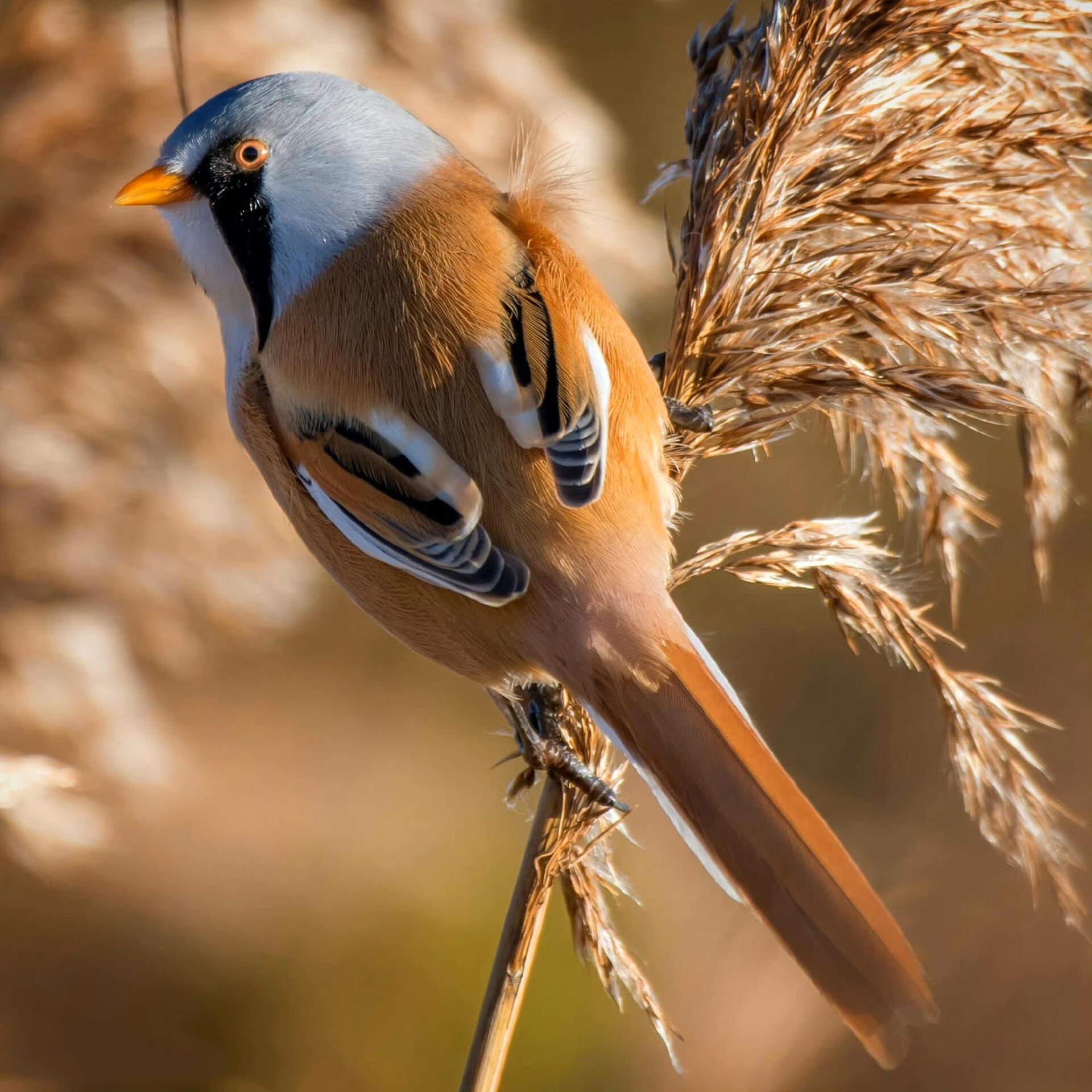 卡通啾啾 小伙伴们周末愉快呀!