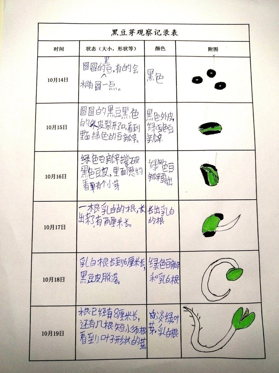 绿豆发芽观察表格图片