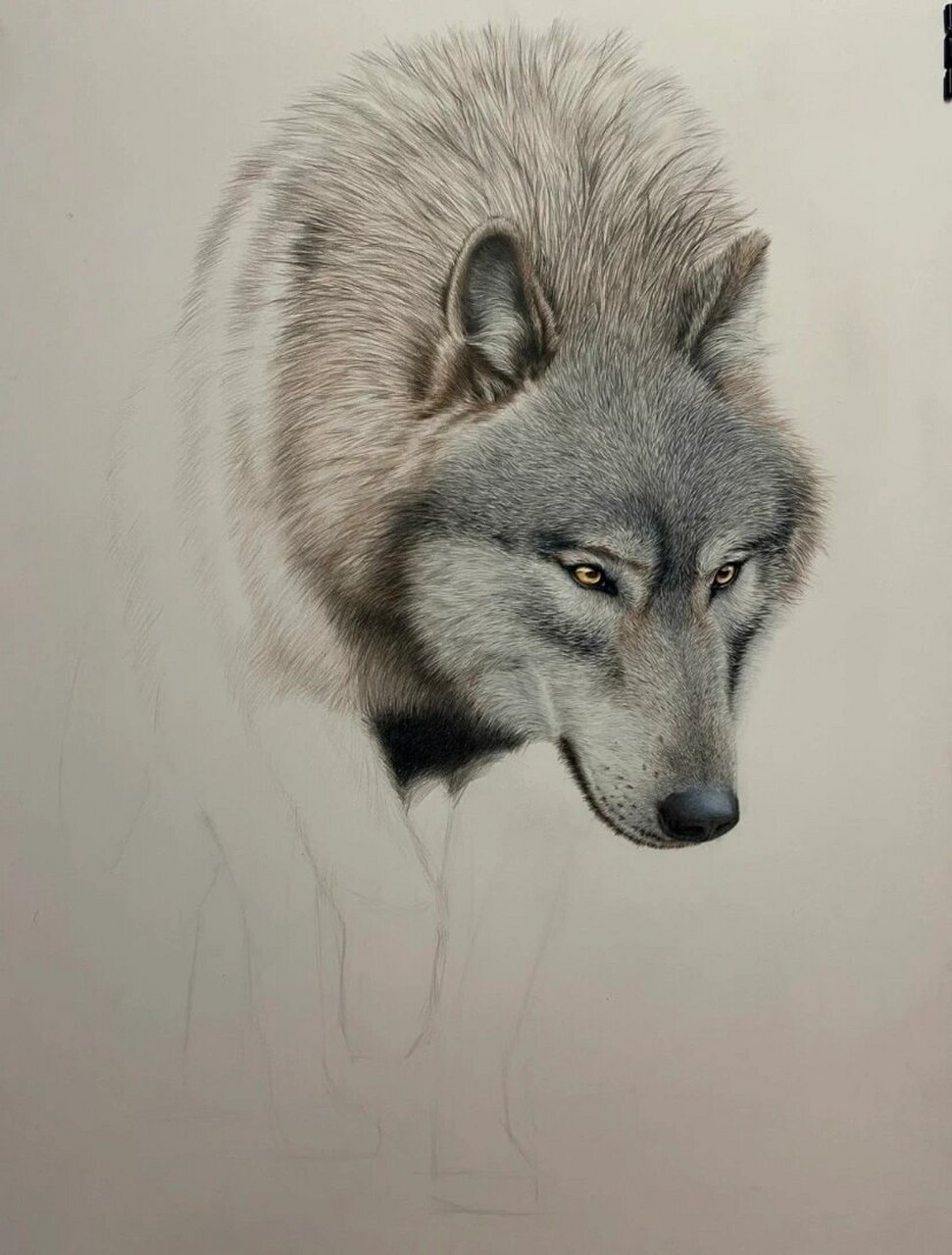 彩铅大灰狼!你们就说真不真86615 你们就说怎么样吧,我不评价了