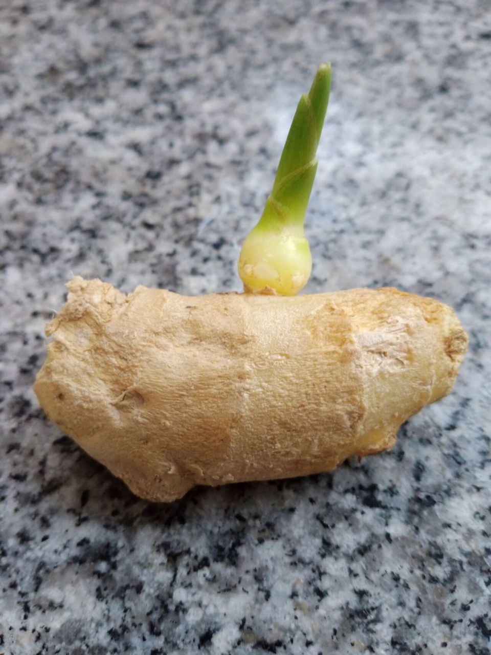 发芽的生姜能吃吗? 发芽的马铃薯不可吃,哪发芽的生姜可以吃吗?