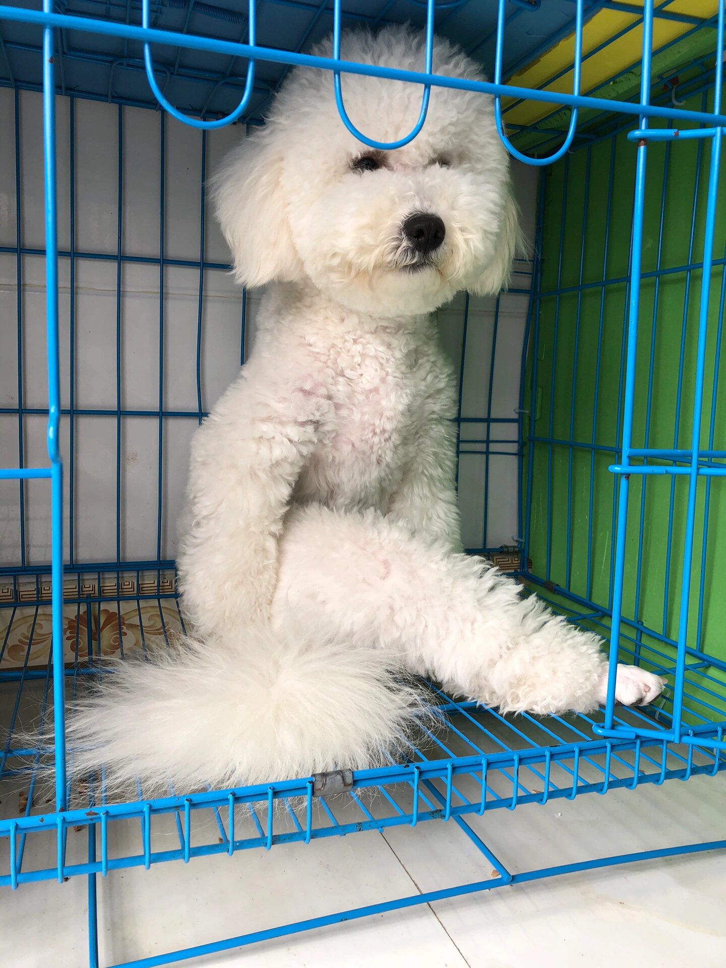 28斤的比熊 谁还不是个宝宝 大家好,这是一只巨型比熊,28斤公公,谁家