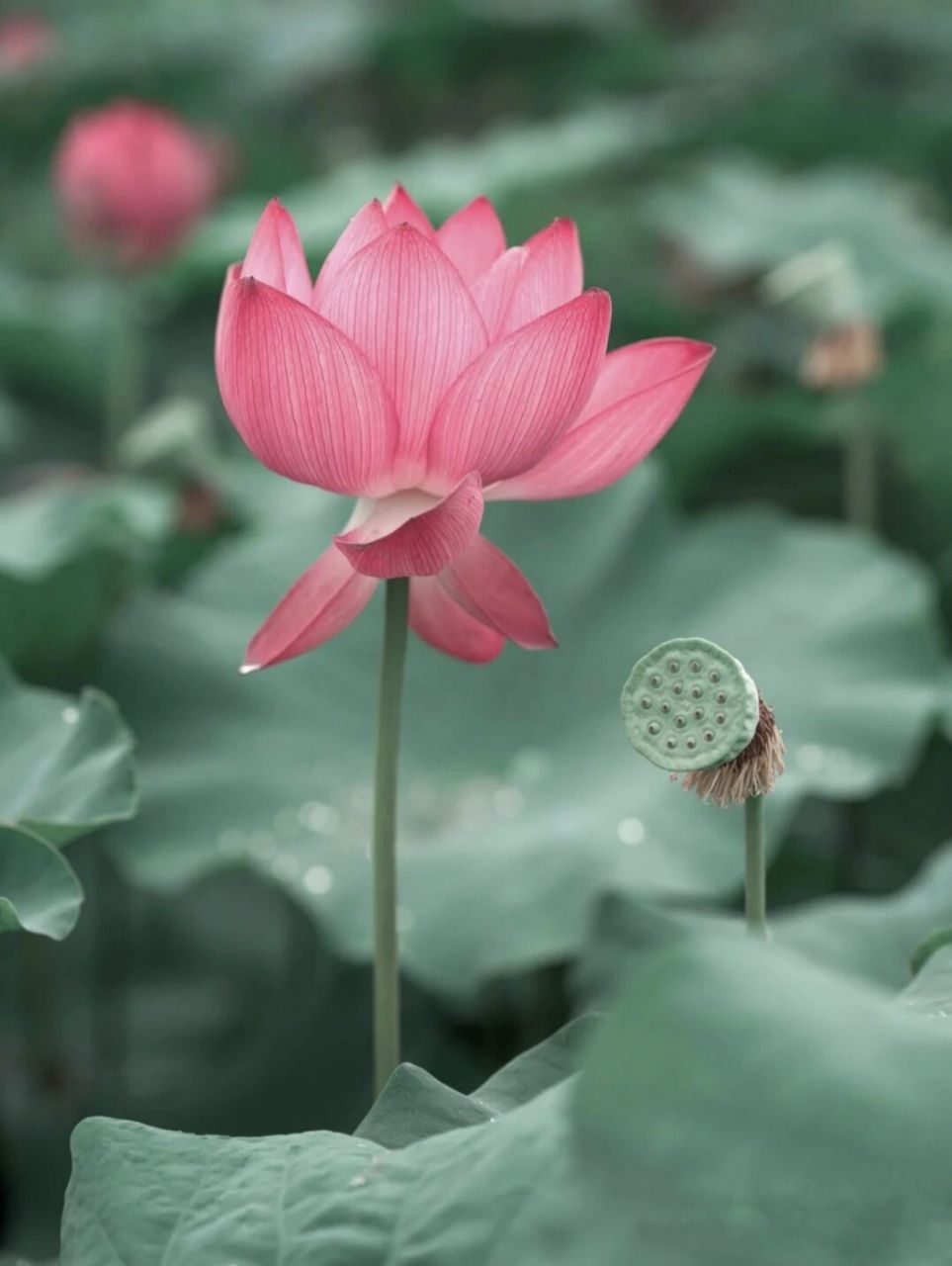 73莲花/荷花的花语是:纯洁,忠贞,神圣,荷花温婉清雅,出淤泥而不艳