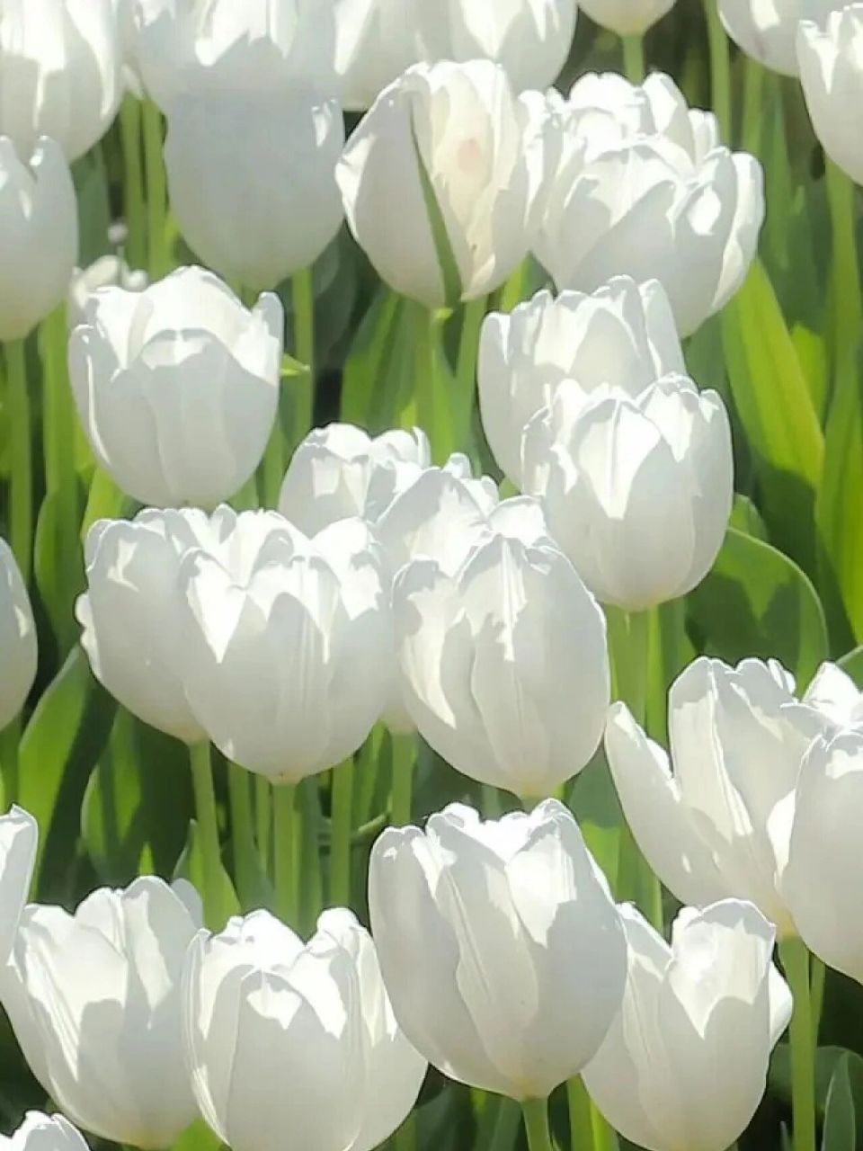 白色郁金香‖如雪一般洁白72皆是你  	 白色郁金香的颜色如雪一般