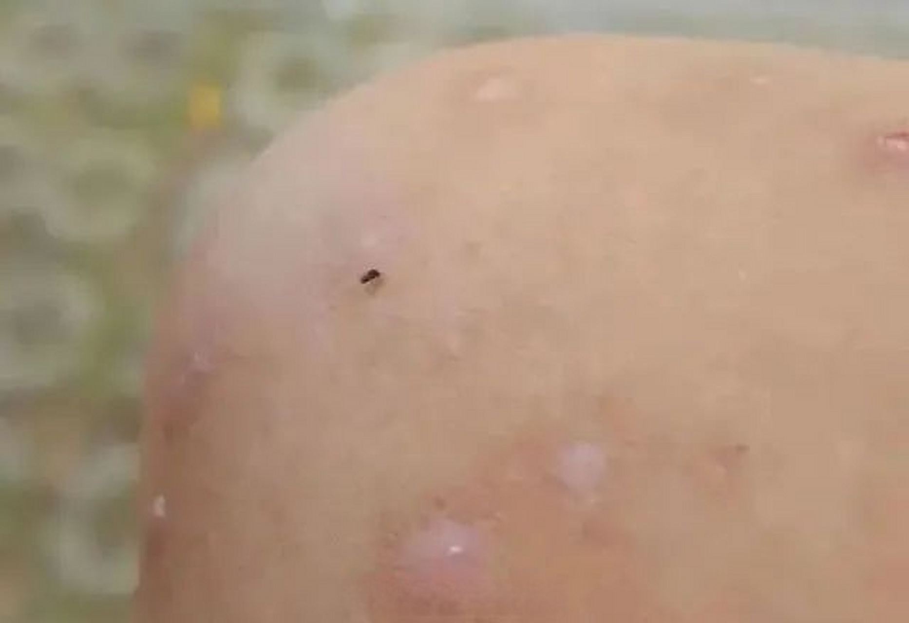 【#福建人外出当心蠓虫#!赶紧远离!最近很容易中招!