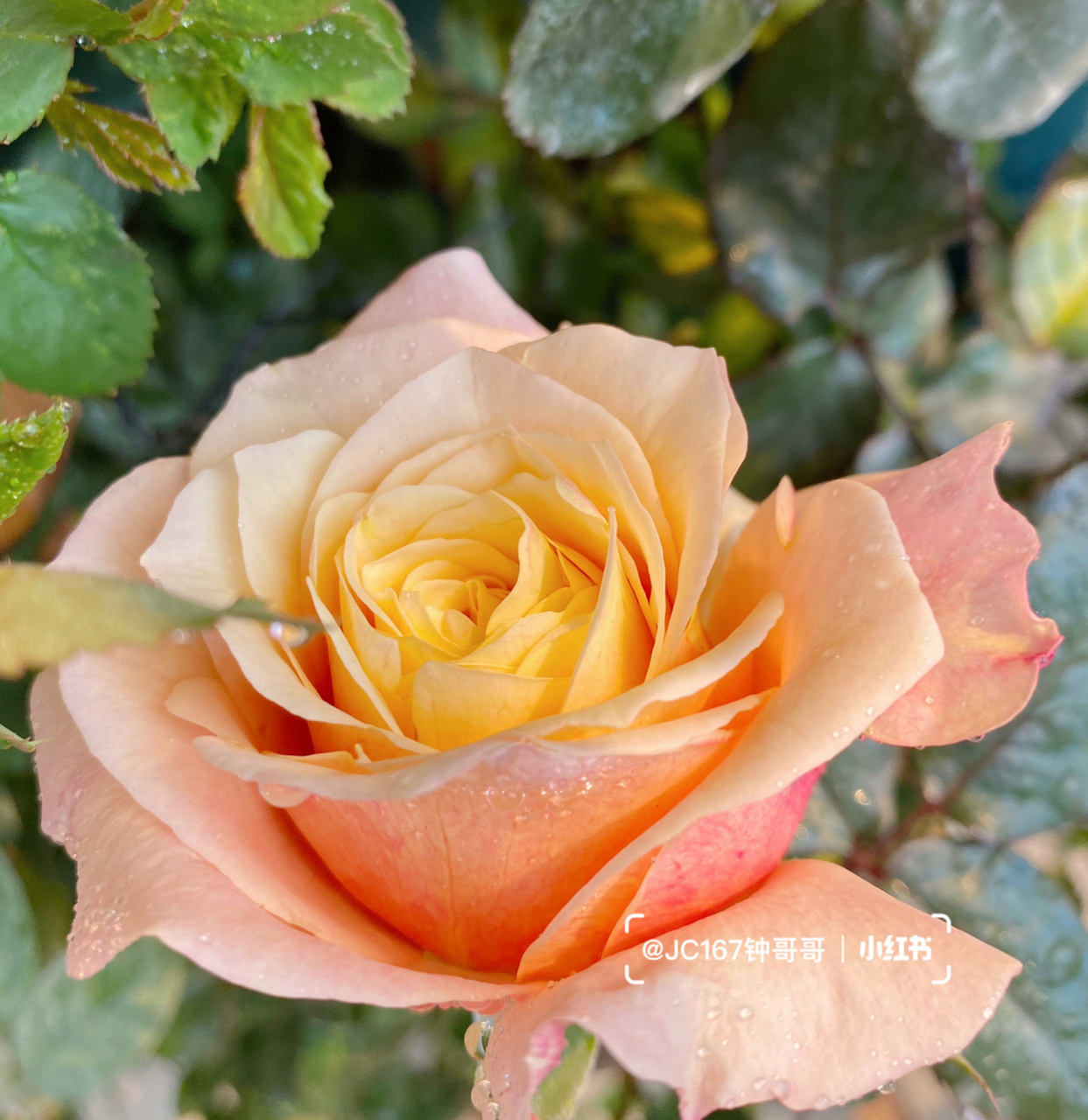 实拍|悠悠 月季:悠悠 大切花,几乎无香味,耐开 #月季