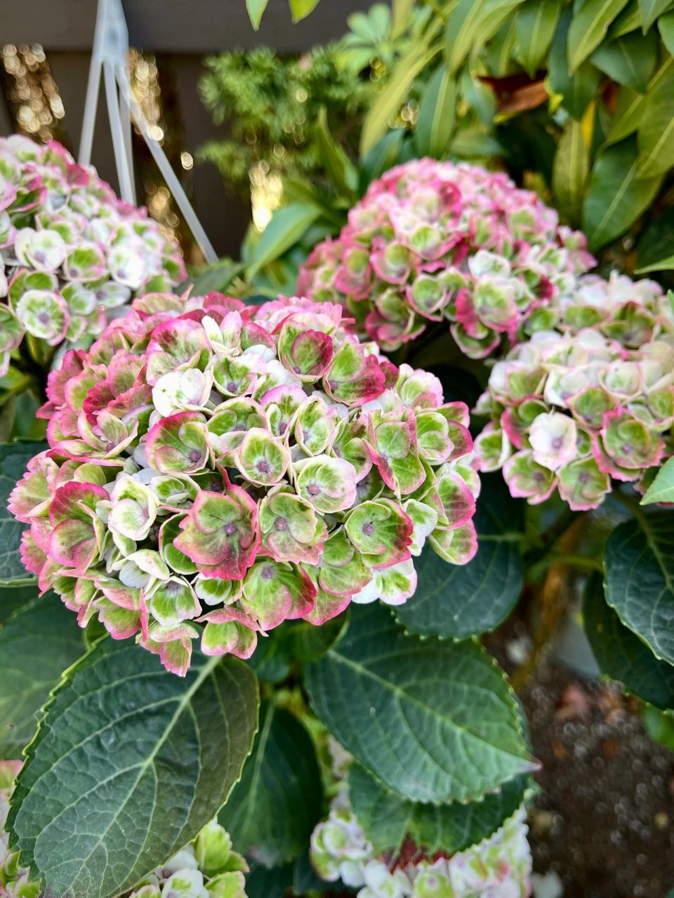 魔幻革命绣球可以不用修剪,来年新老枝都可以继续开花,所以花期观赏