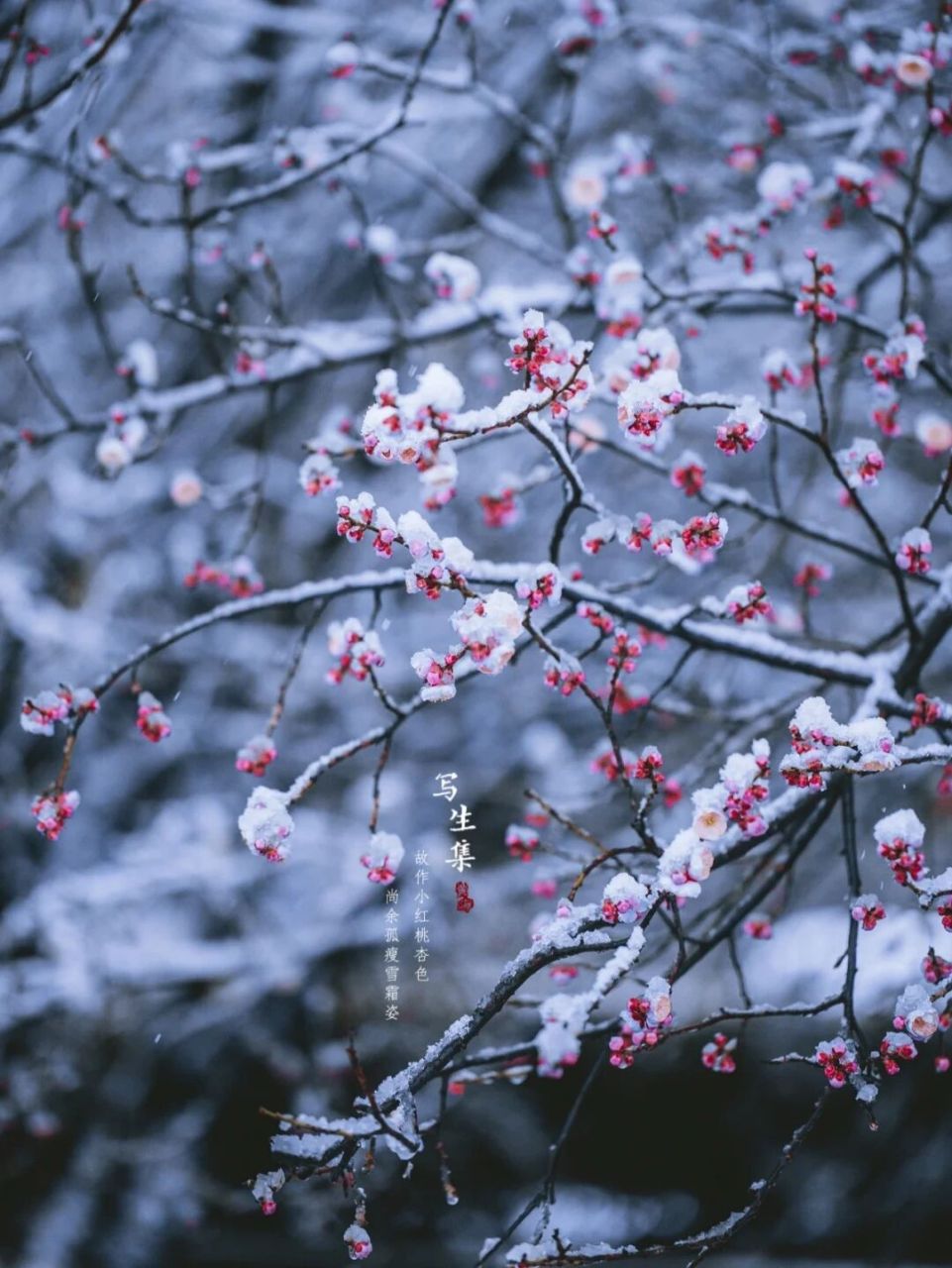 雪·红梅|古风摄影 故作小红桃杏色, 尚余孤瘦雪霜姿.