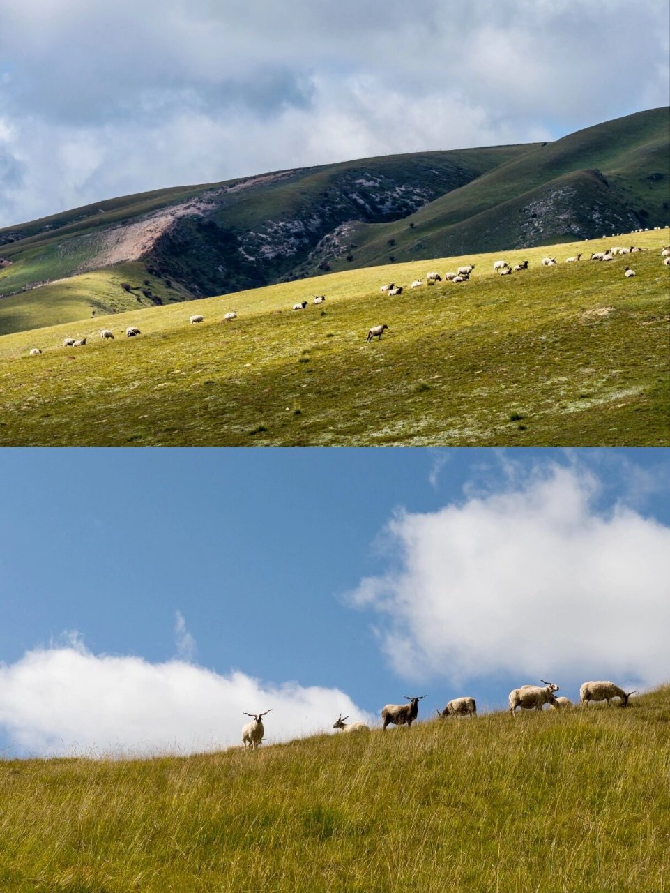 避坑网红地96 夏河县,因大夏河流经而得名,县城海拔2800km,设施完善