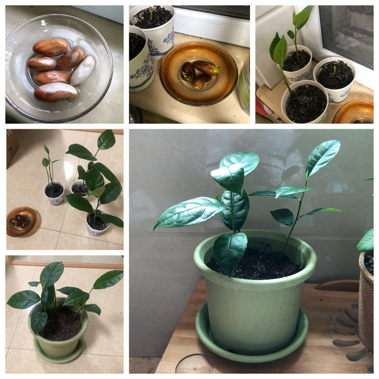 用吃剩的菠萝蜜核 种成盆栽啦～ 菠萝蜜的核放在浅口容器里,每天换水