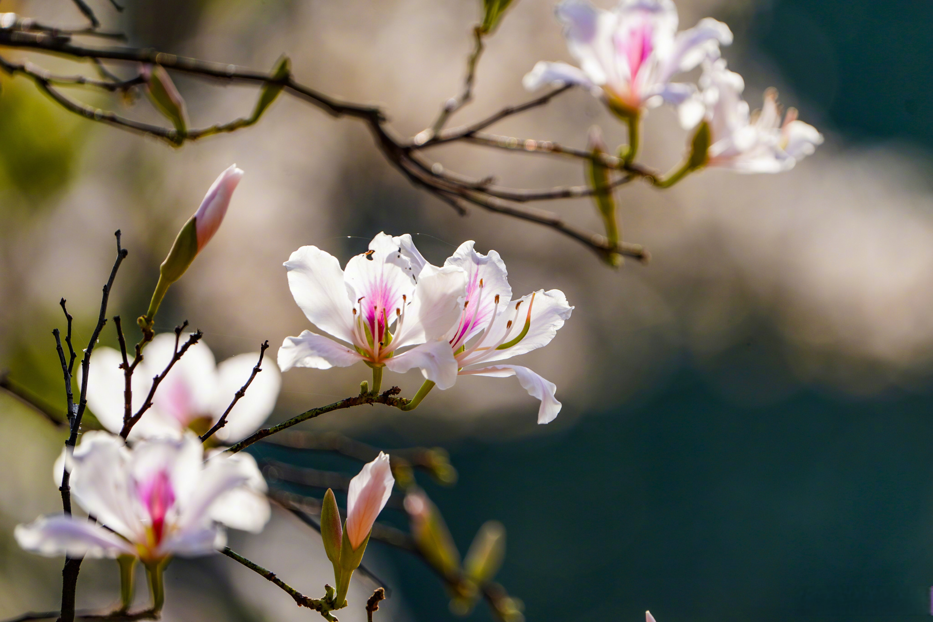 【#春日玉荷花开淡雅迷人#】春季,在云南省红河哈尼族彝族自治州开远