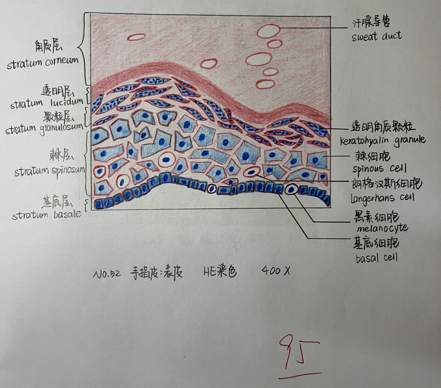 皮肤表皮细胞 手绘图图片