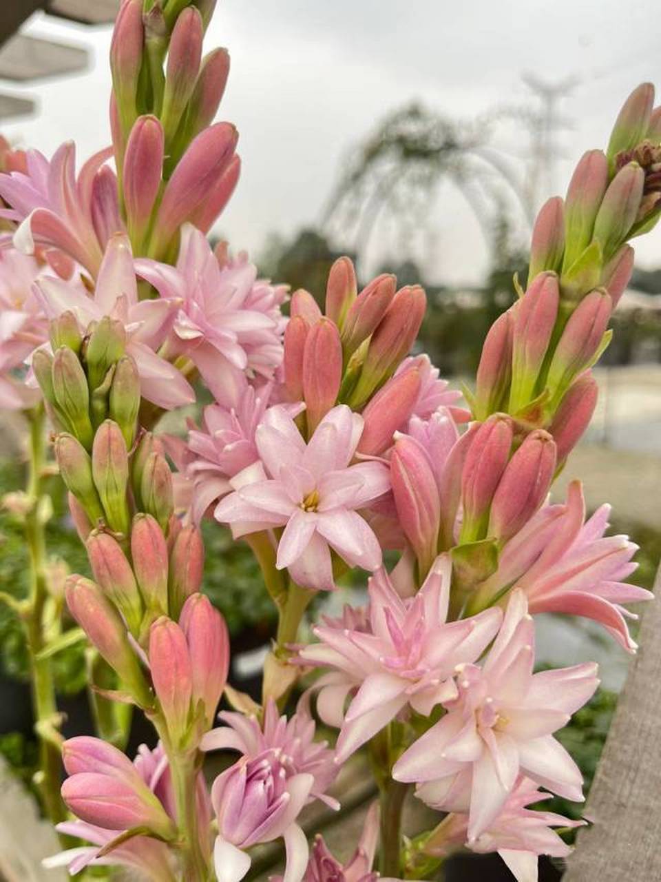 令人上头的甜美夏夜小仙女晚香玉 晚香玉又叫夜来香,是著名的切花及香