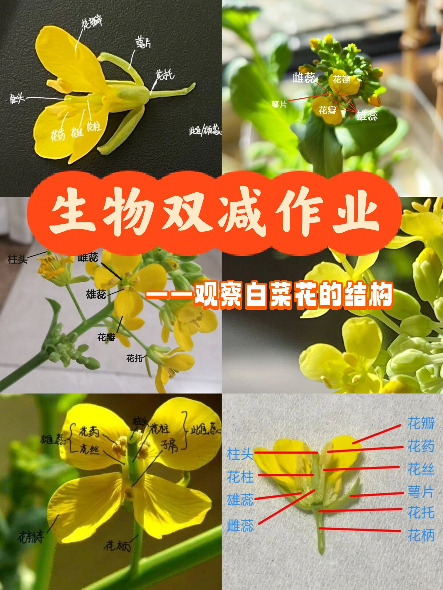 学生们在无土栽培大白菜的基础上,静待花开,观察白菜花的结构,并尝试