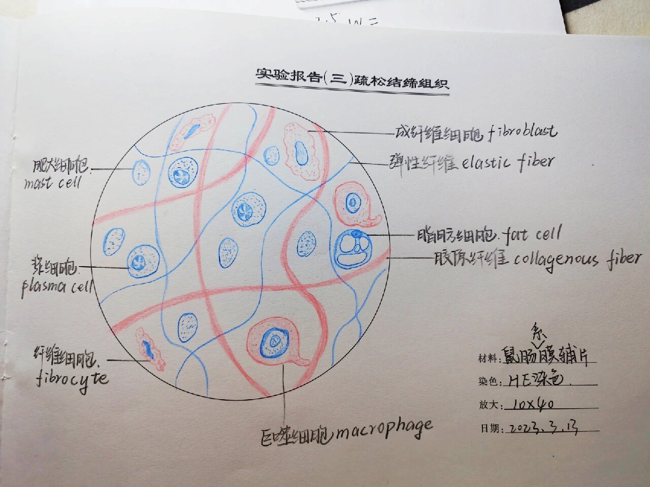 疏松结缔组织红蓝铅笔绘图