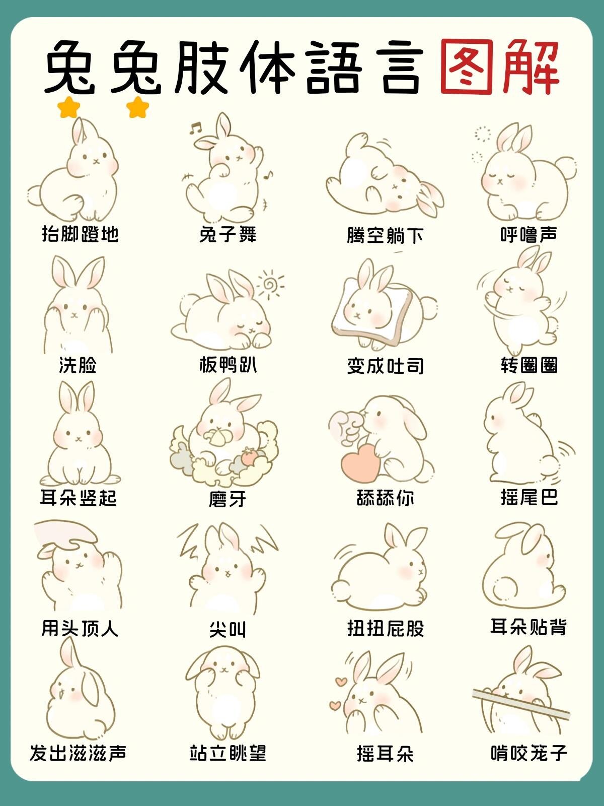 兔兔的肢体语言图解✅零距离沟通🐰