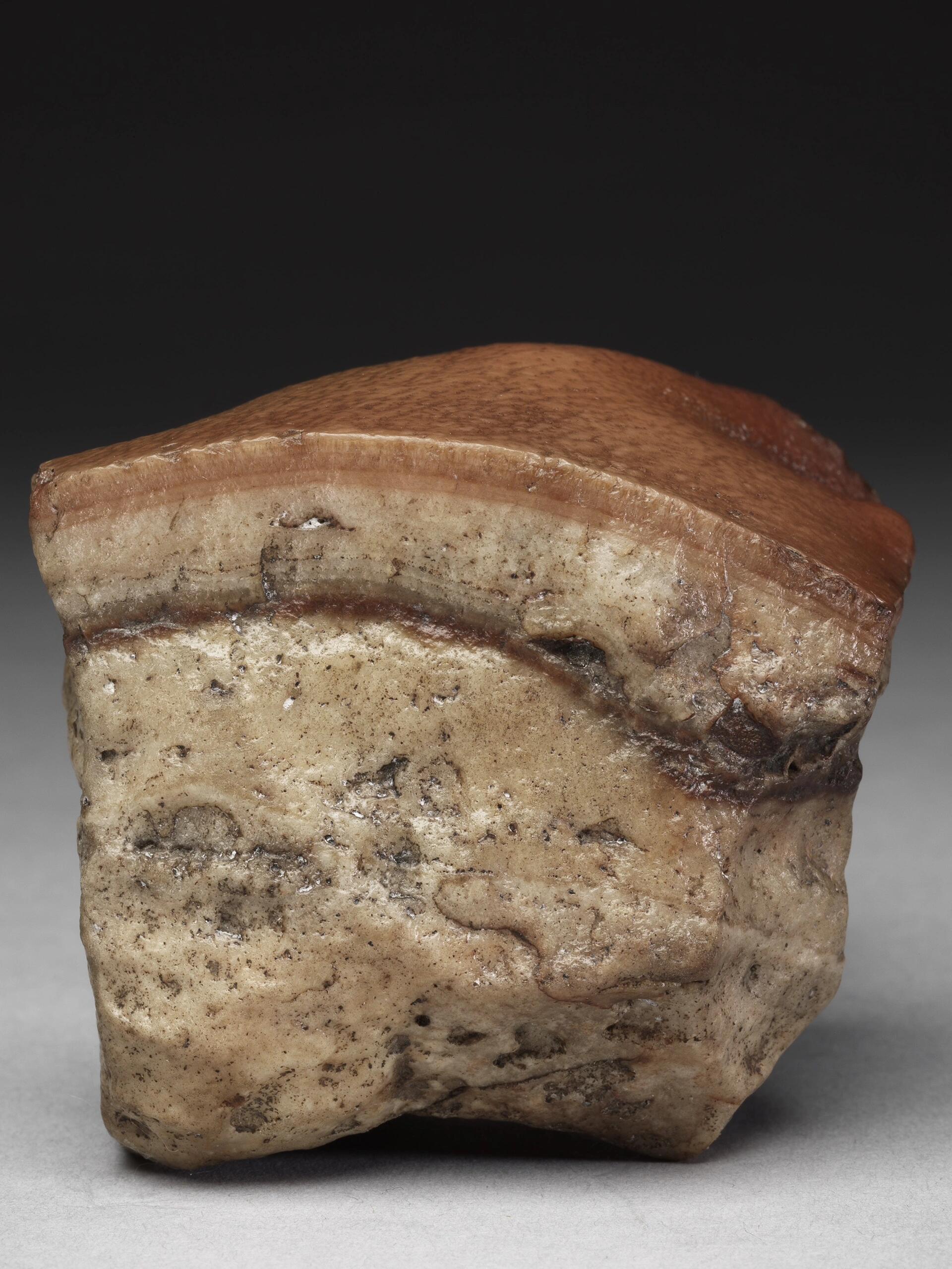 肉)   这块肉形石以其肥瘦相间,纹理清晰的特点被称为"东坡肉形石",是