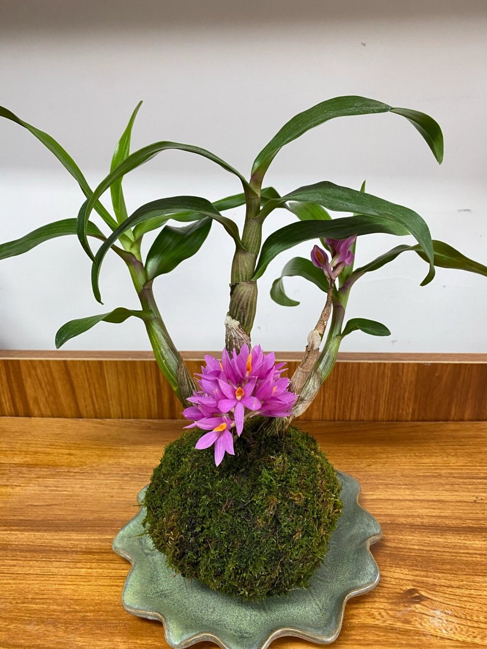 姬美石斛 姬美石斛,花期可以长达2-3个月.