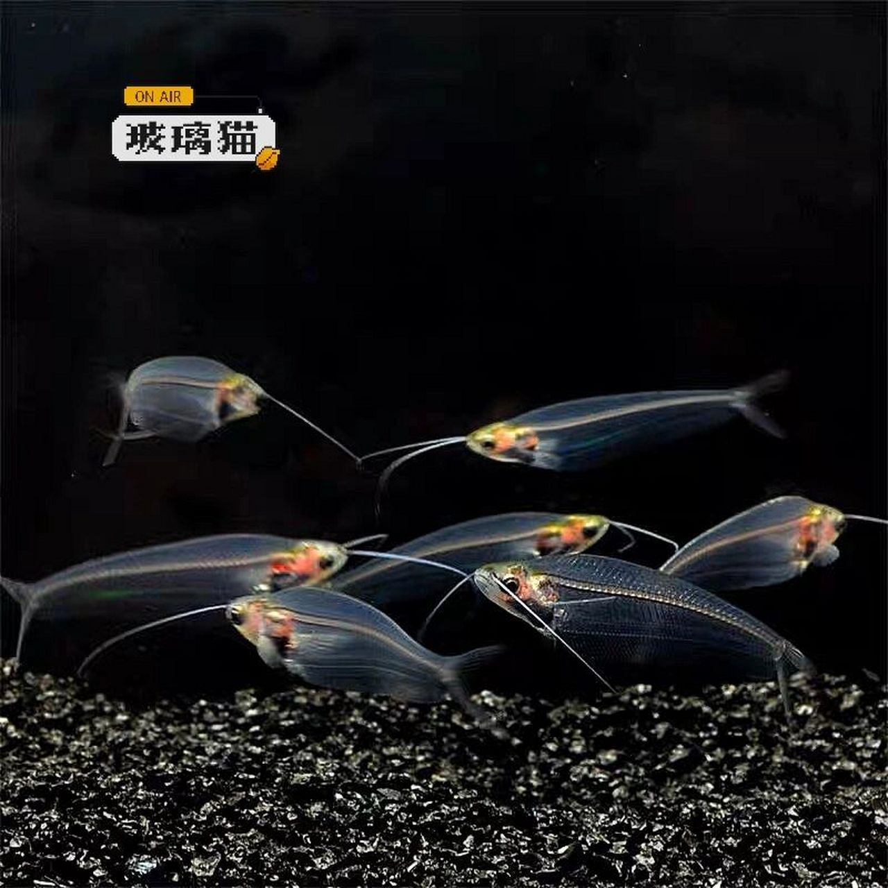 95名:玻璃猫 别称:玻璃缺鳍鲶 玻璃猫鱼成鱼体长10～12厘米左右