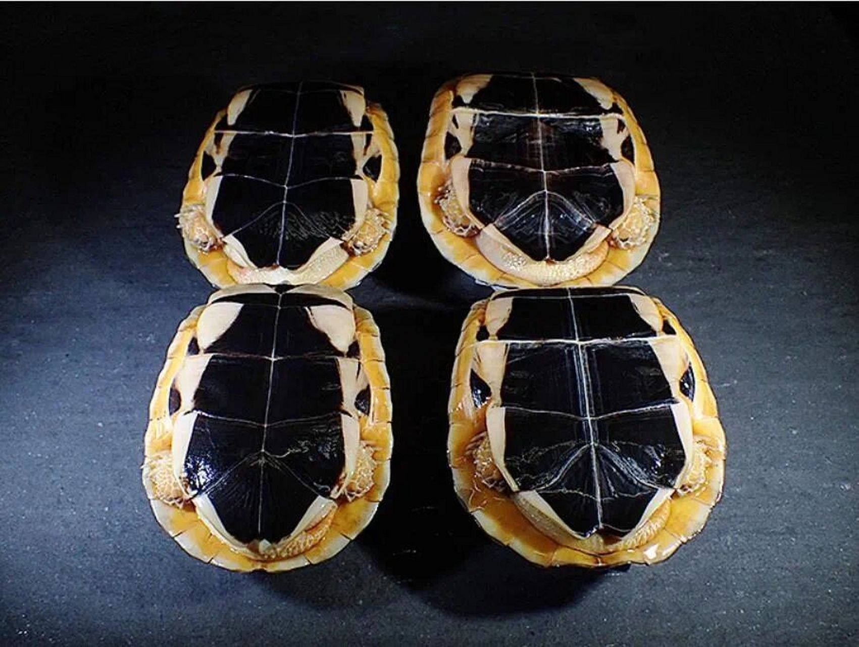 百色闭壳龟丨婀娜多姿的国龟贵族 百色闭壳龟 学名: cuora mccordi,地