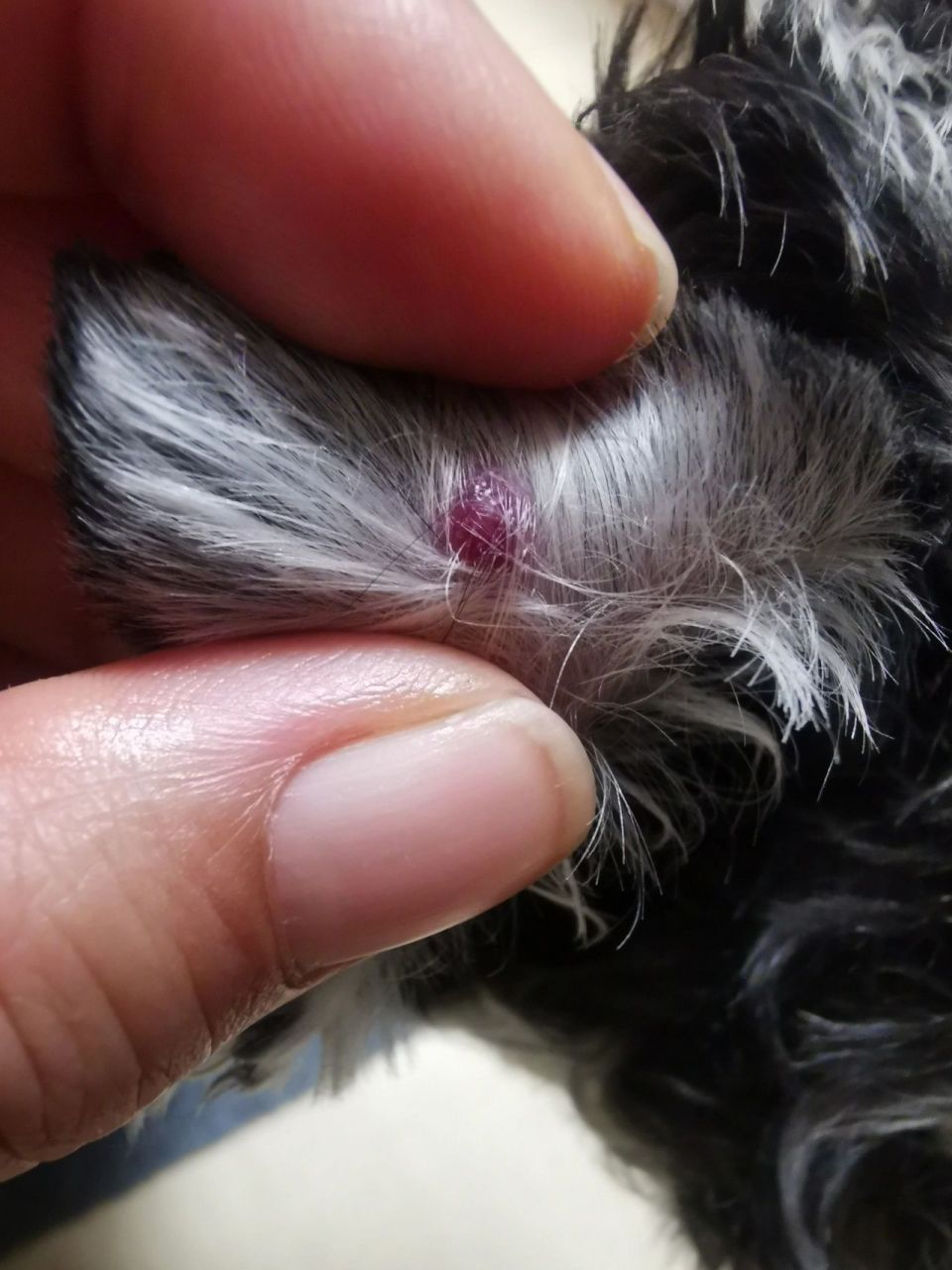 狗狗耳朵上有个硬疙瘩 本来是粉红色的疙瘩,估计是被我按压了两下有点