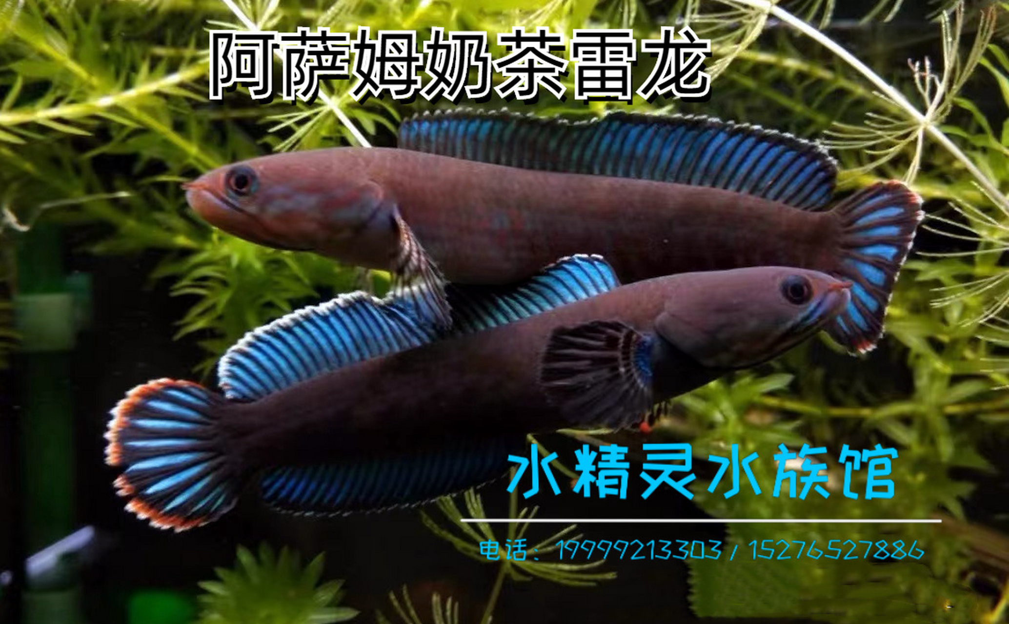 小型雷龙(阿萨姆奶茶雷龙)新手首选 阿萨姆奶茶:安德鲁雷龙,别名