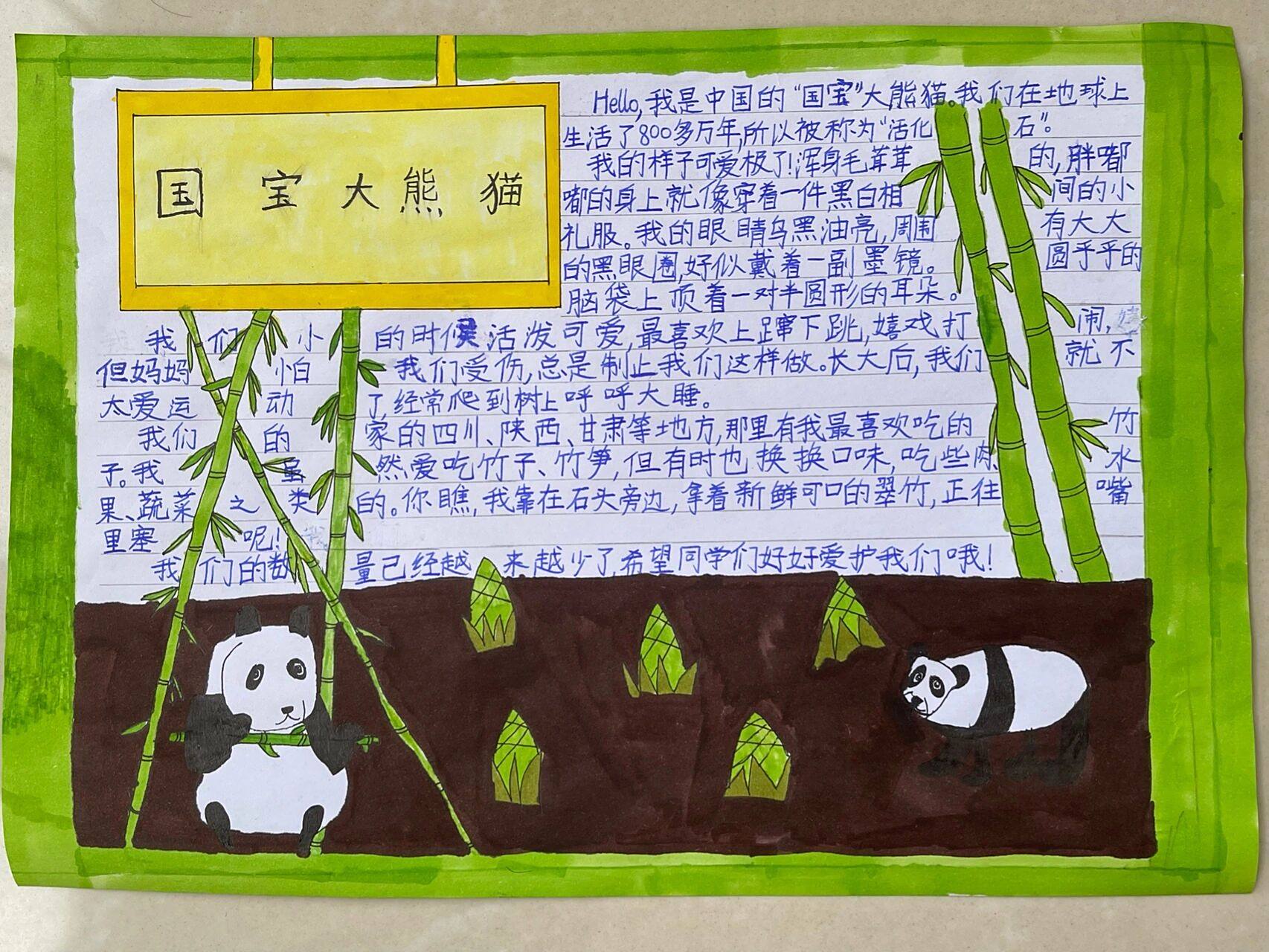 国宝大熊猫 作文 手抄报
