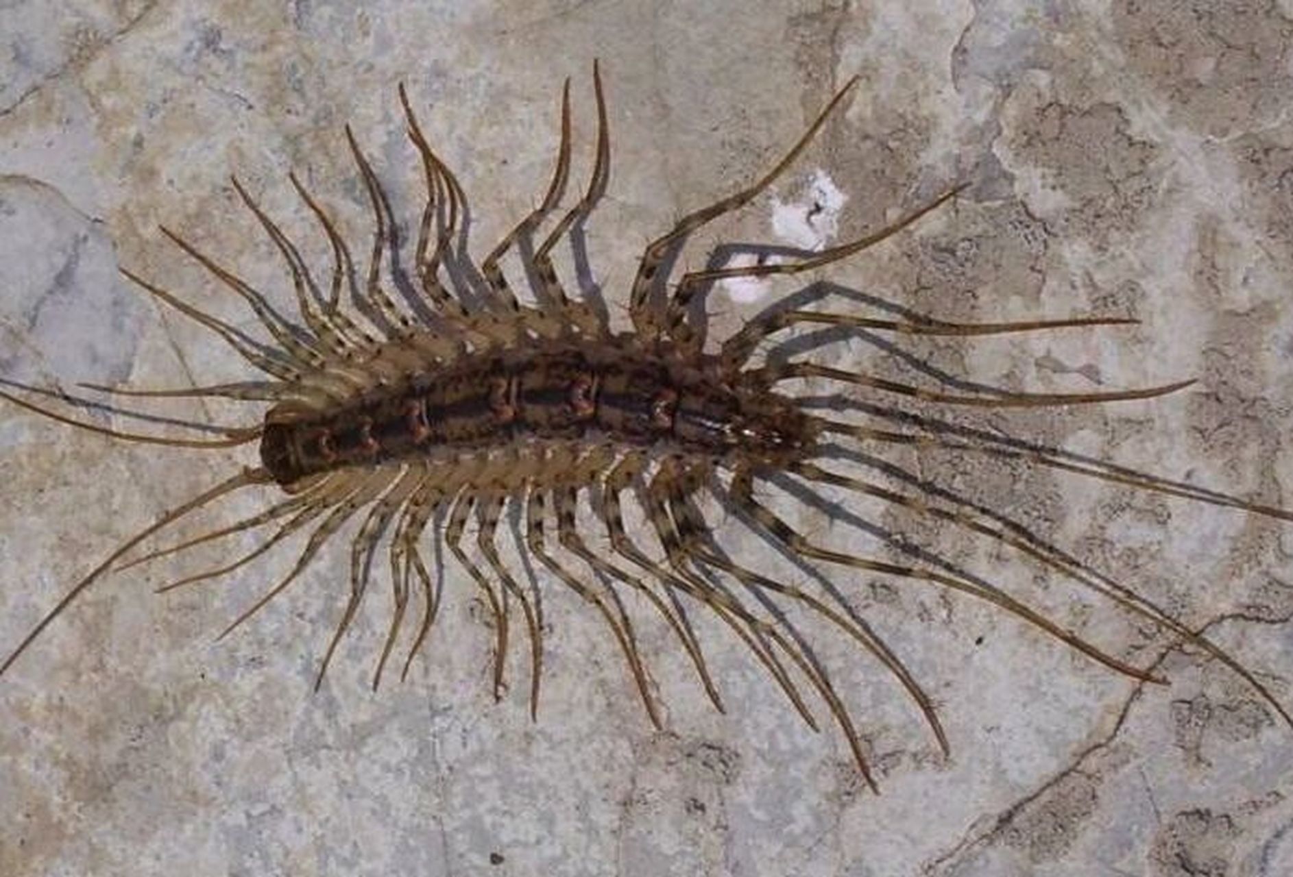 成虫的蚰蜒身长约25~50毫米,在背板上有硬壳,蚰蜒的15对足很长且脆弱