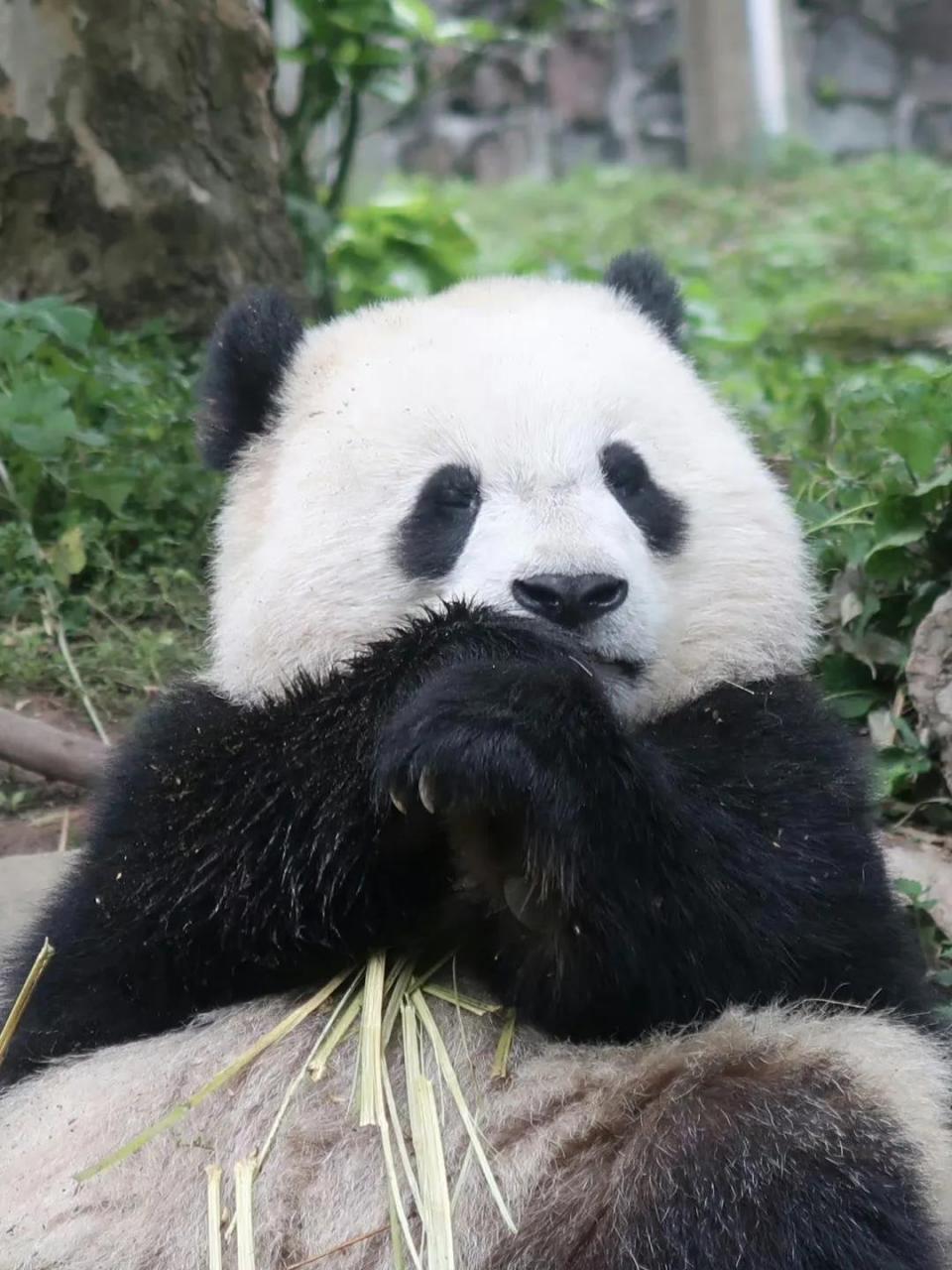 大熊猫宝元,出生于2021年8月4日.它的妈妈宝宝.