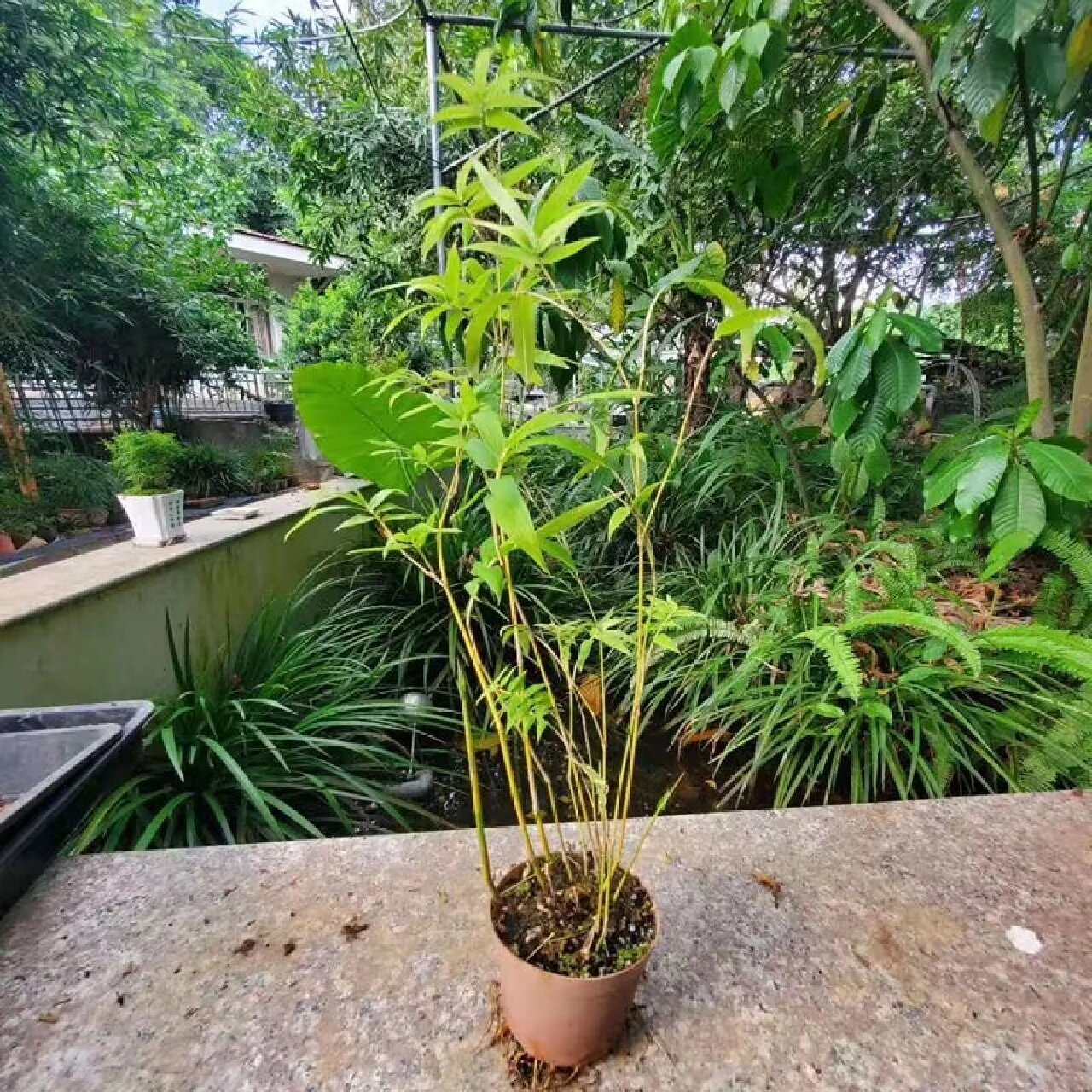 可以种在石头上的竹盆景 黄杆桂竹是一个非常出色的竹子品种 对于初次