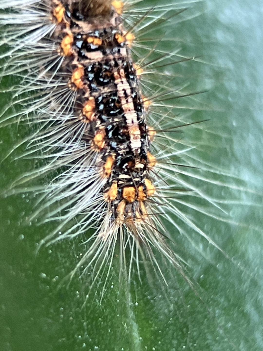 自然,昆虫小知识:榕透翅毒蛾幼虫       榕透翅毒蛾幼虫触碰即发痒