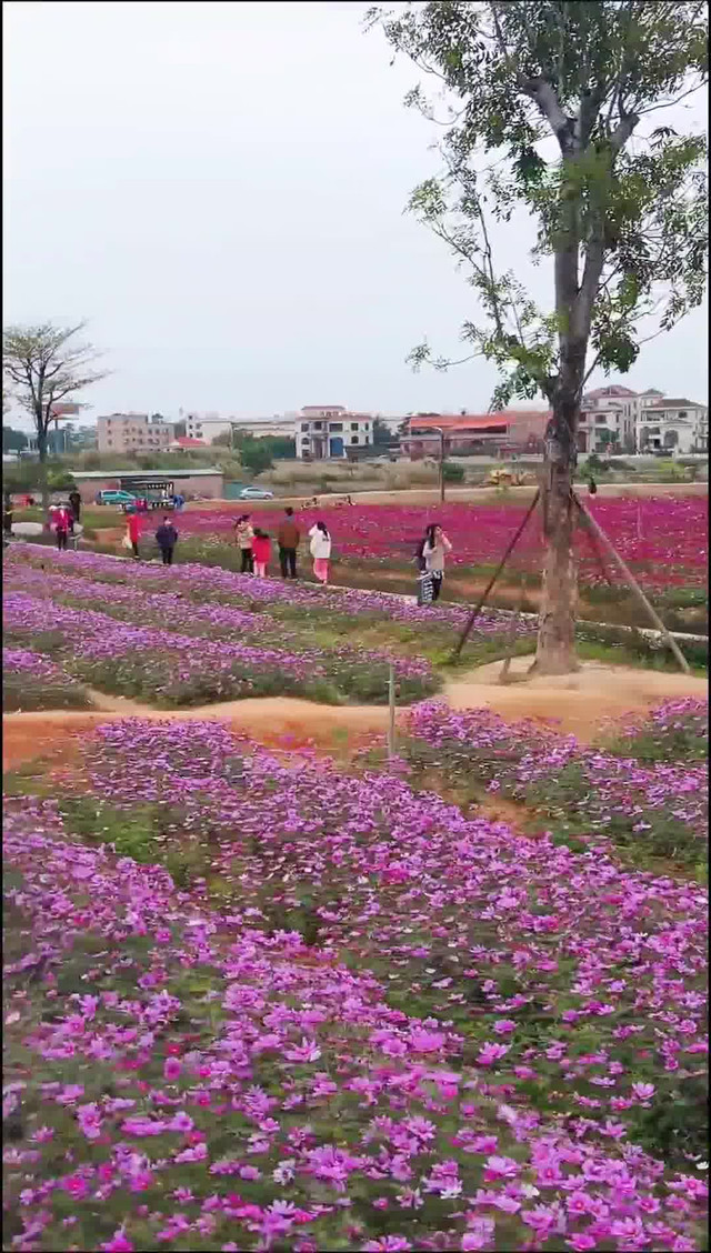 在东莞常平 看免费最美花海好地方