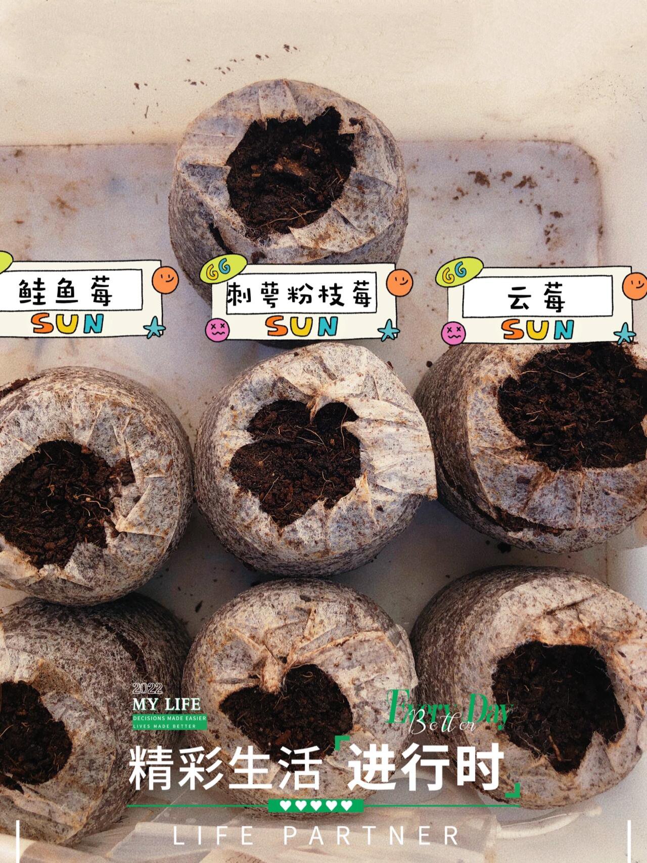 树莓种植#树莓播种 鲑鱼莓,刺萼粉枝莓,云莓