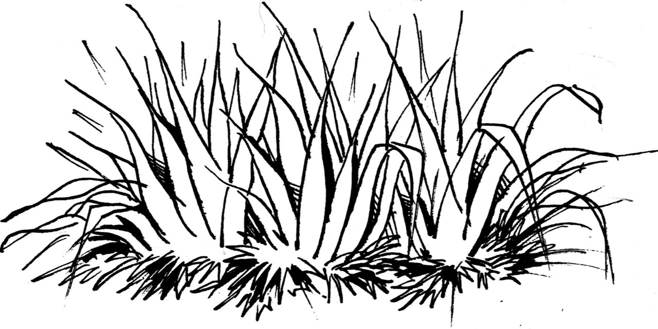 环艺植物手绘!考研效果图必备!景观植物草!