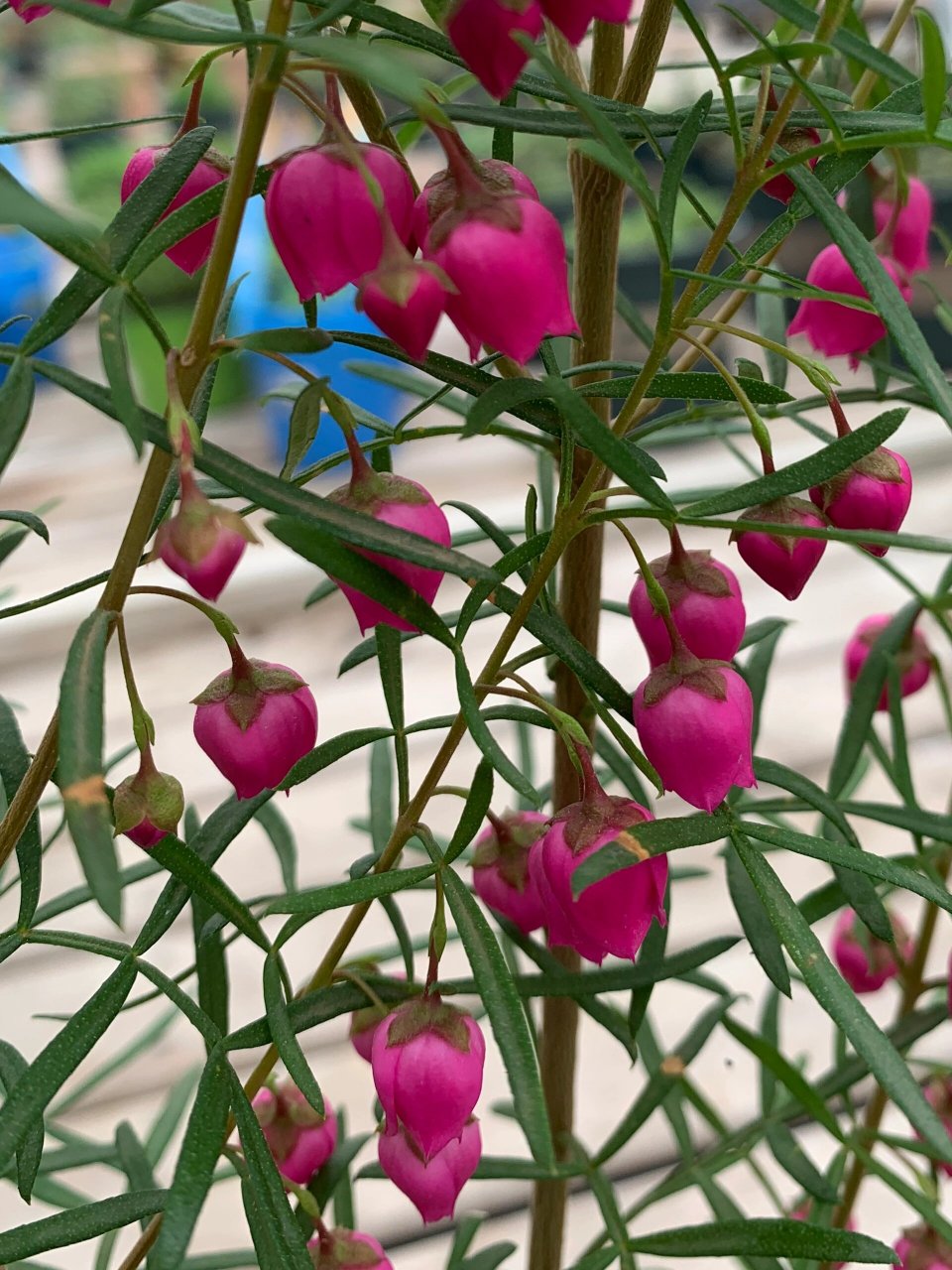 别名:"波罗尼亚","波罗尼","香波龙"等.