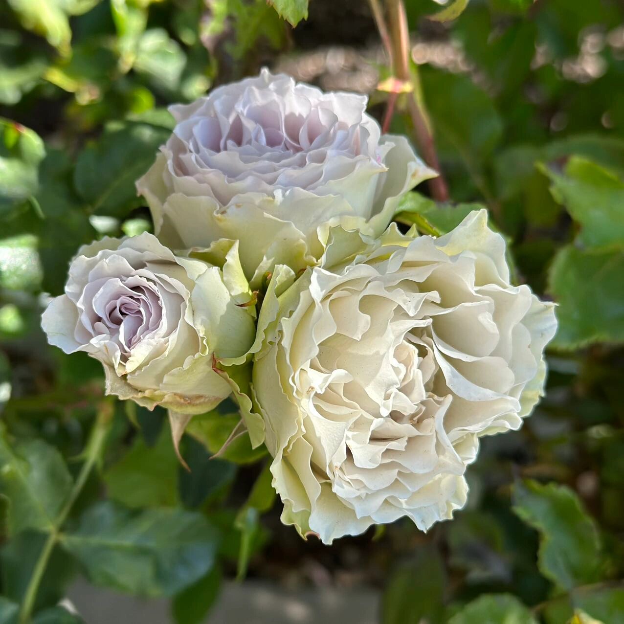 青金石面纱 - 今井清 {月季} 又是一款塑料花,蓝紫色系的一般都是抹布