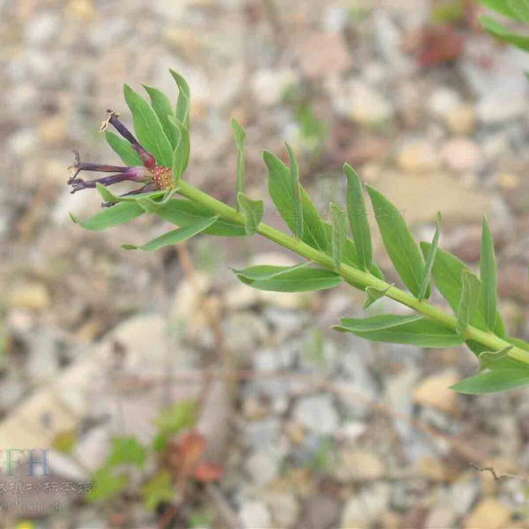 瑞香狼毒花图片