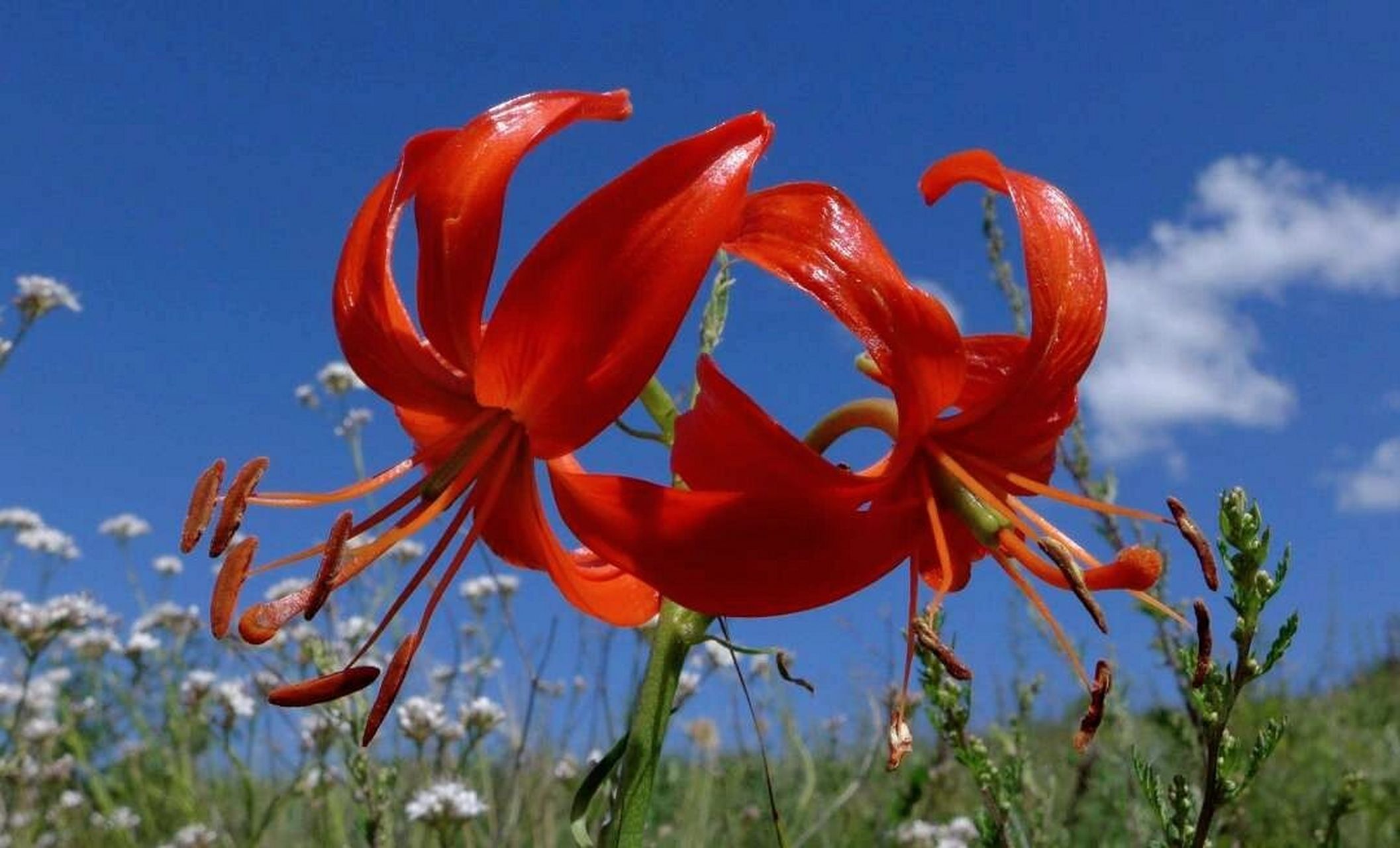 山丹花,别名:山丹丹,红百合,细叶百合 骄阳似火,热情奔放.