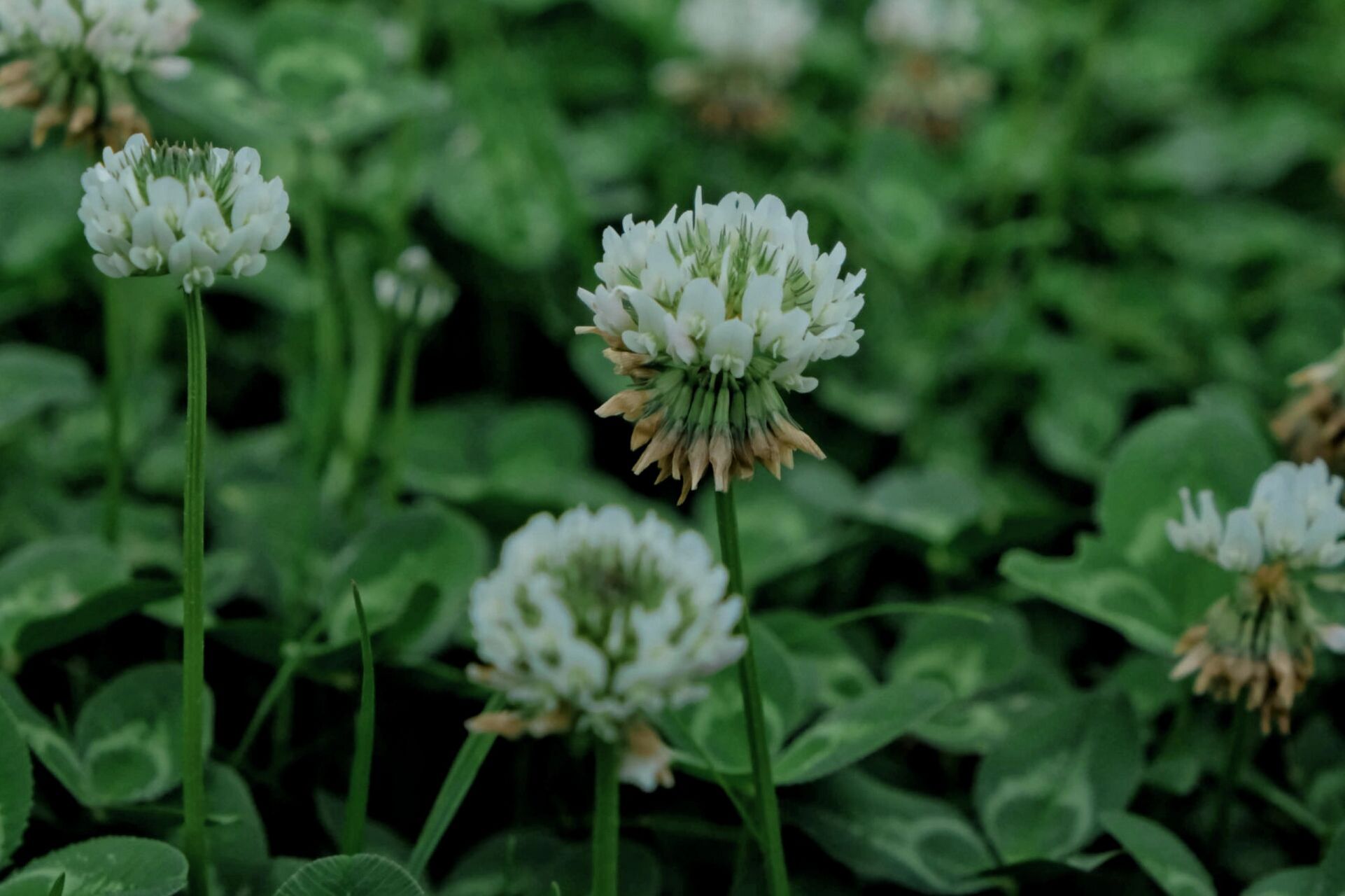 白色三叶草 白车轴草(trifolium repens l.),豆科车轴草属的多年生草