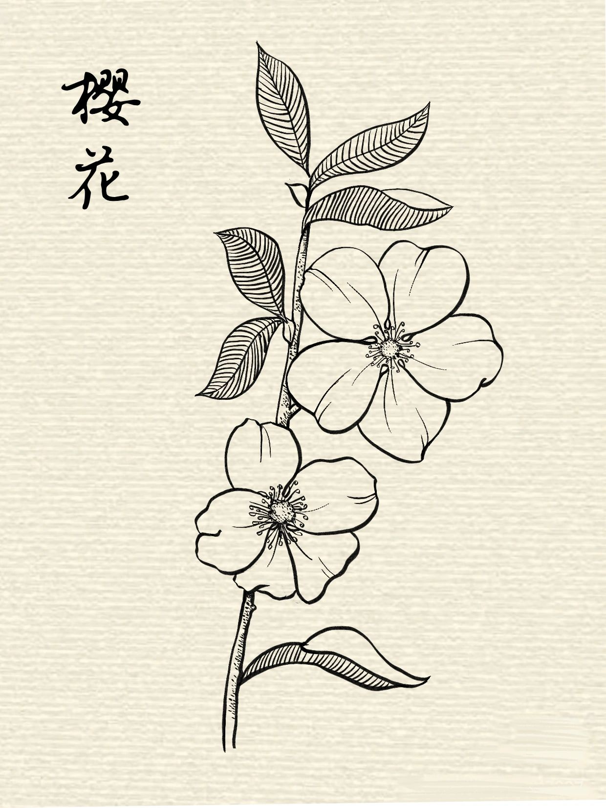 线描练习|花卉速写|浪漫不过樱花(附过程