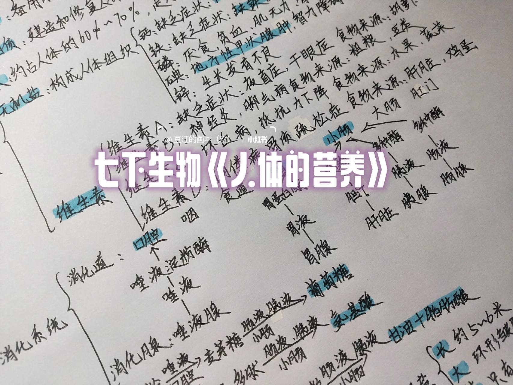 七下生物人体的营养思维导图