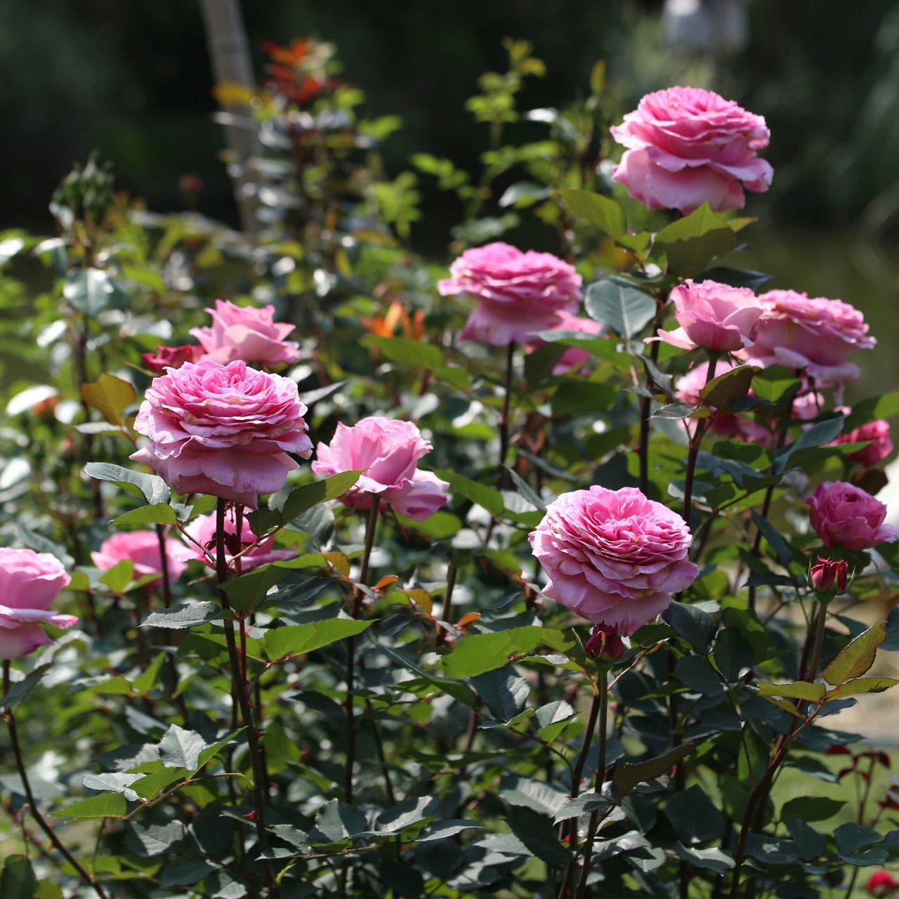 粉色月季76615:禁忌感官 禁忌感官 forbidden parfum 粉色切花