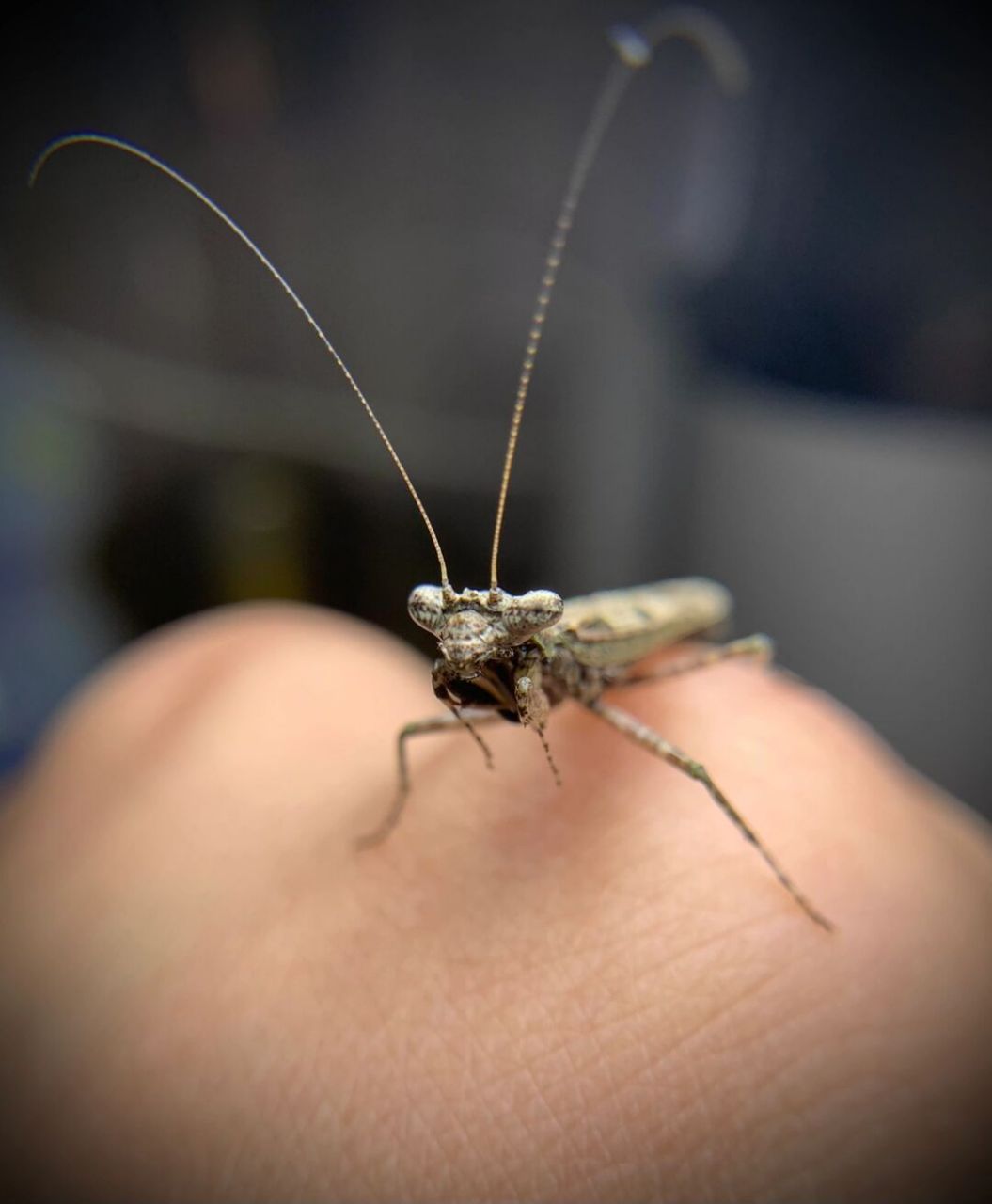 发现广西怪螳～ 稀有的小型螳螂,吃蚂蚁,会摇尾巴[偷笑]#螳螂# #昆虫